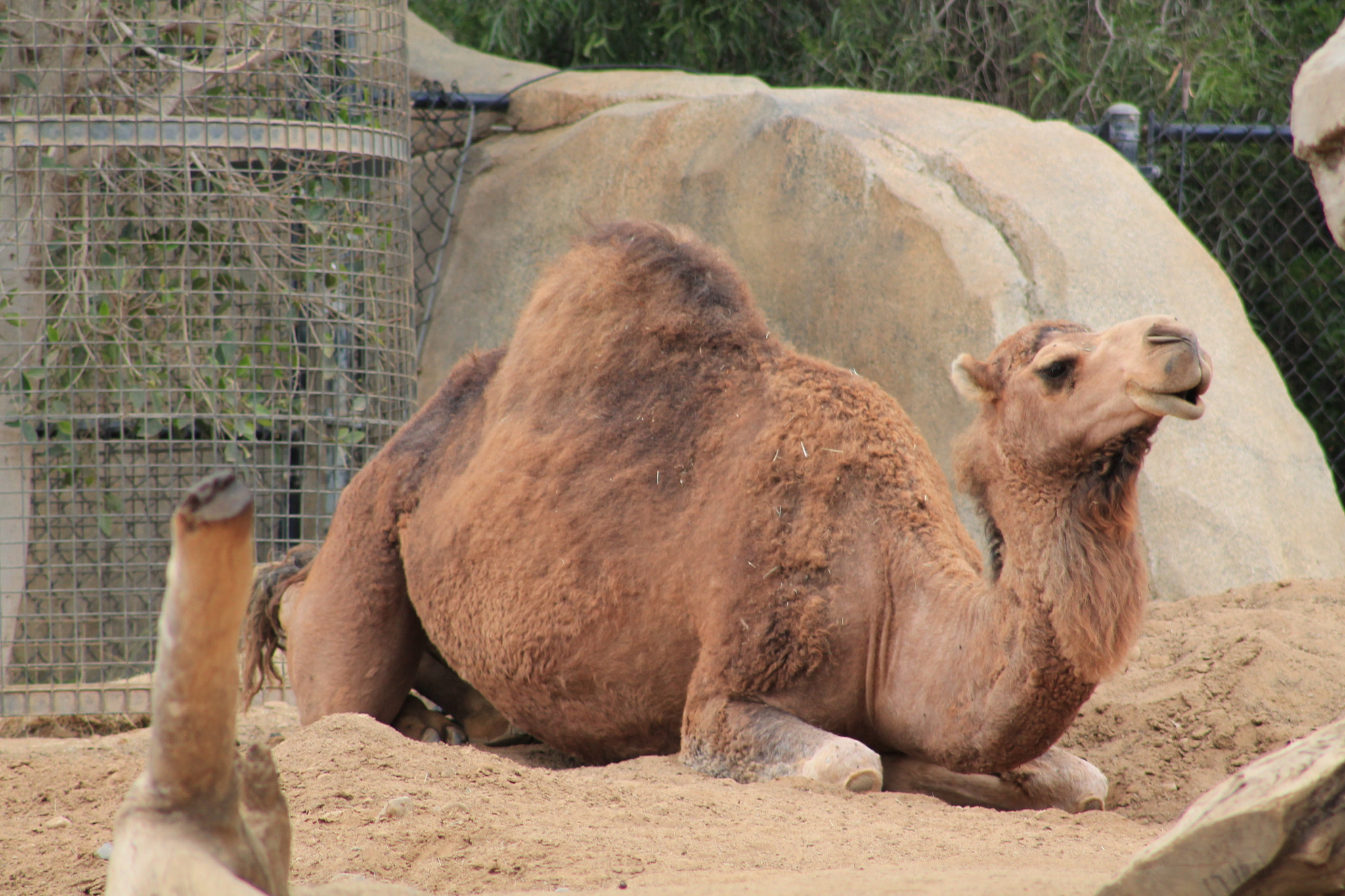 Canon EF 75-300mm f/4-5.6 sample photo. Img photography