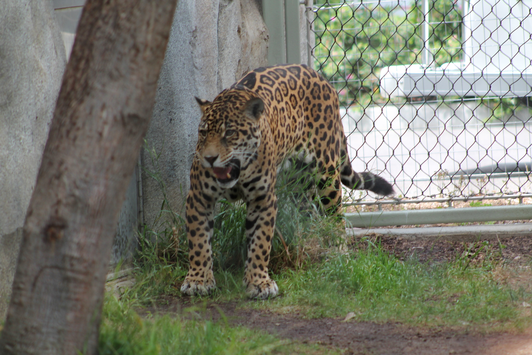 Canon EF 75-300mm f/4-5.6 sample photo. Img photography