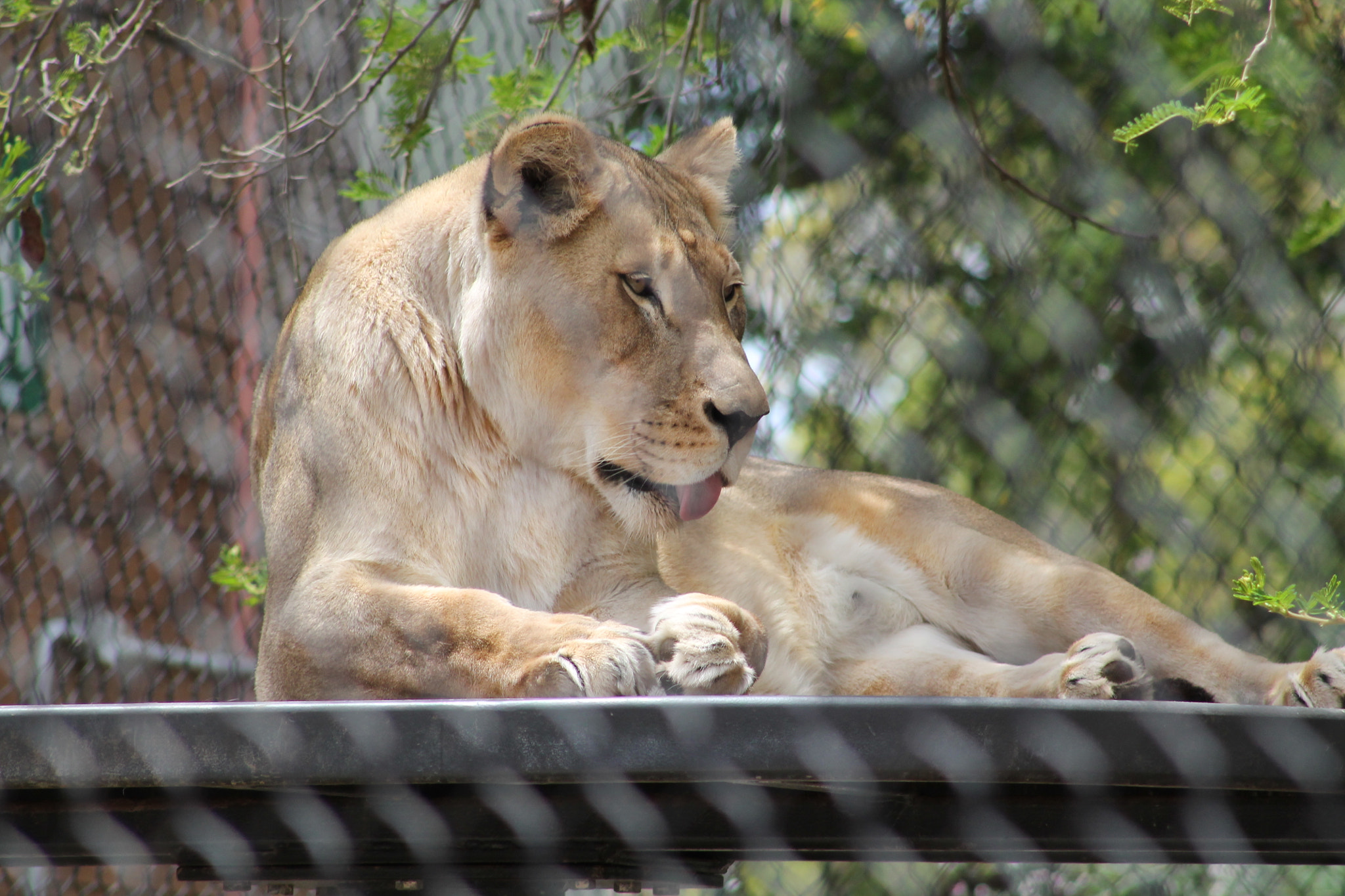 Canon EF 75-300mm f/4-5.6 sample photo. Img photography