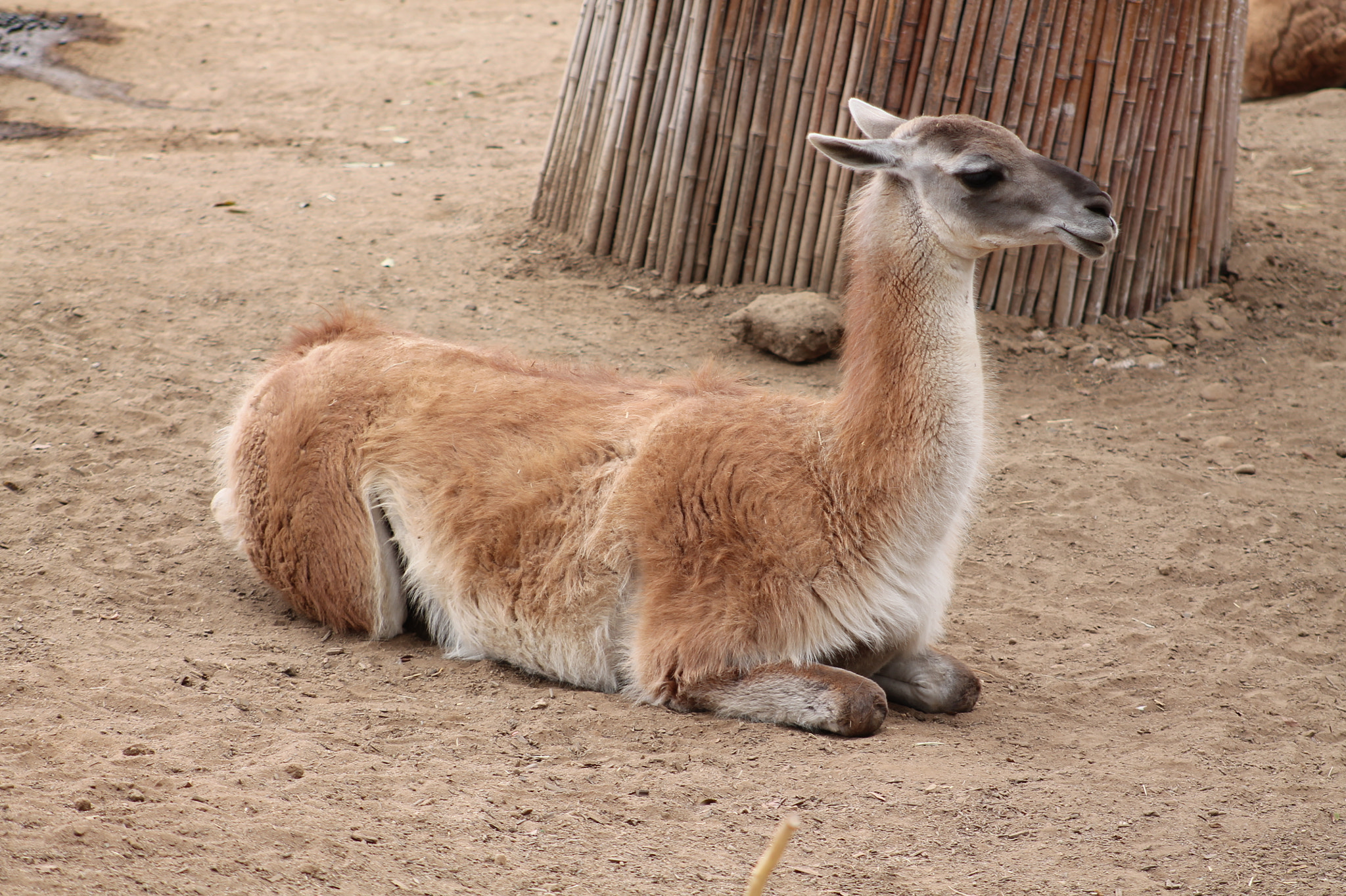 Canon EF 75-300mm f/4-5.6 sample photo. Img photography