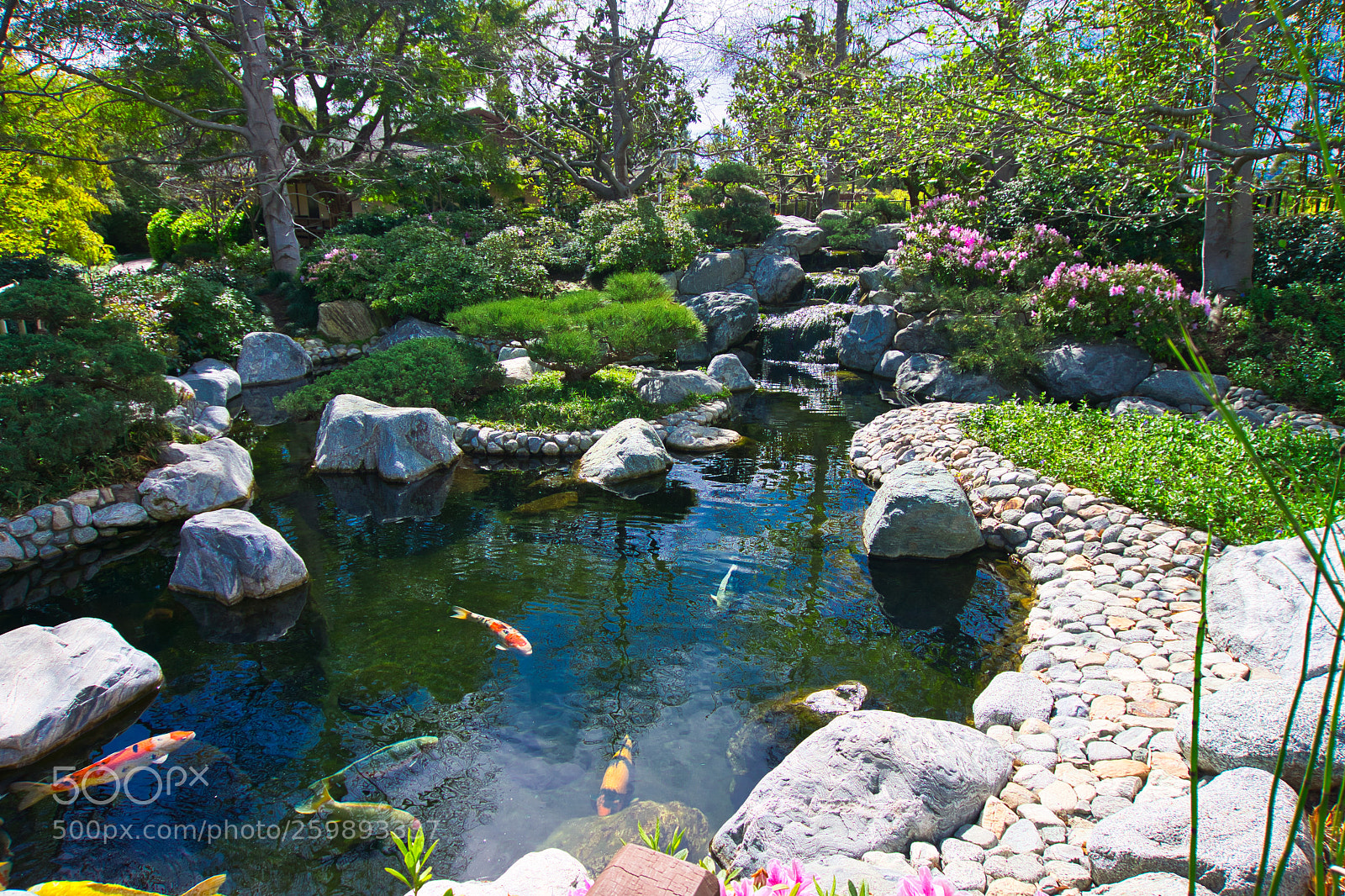 Sony a6000 sample photo. Balboa park koi pond photography