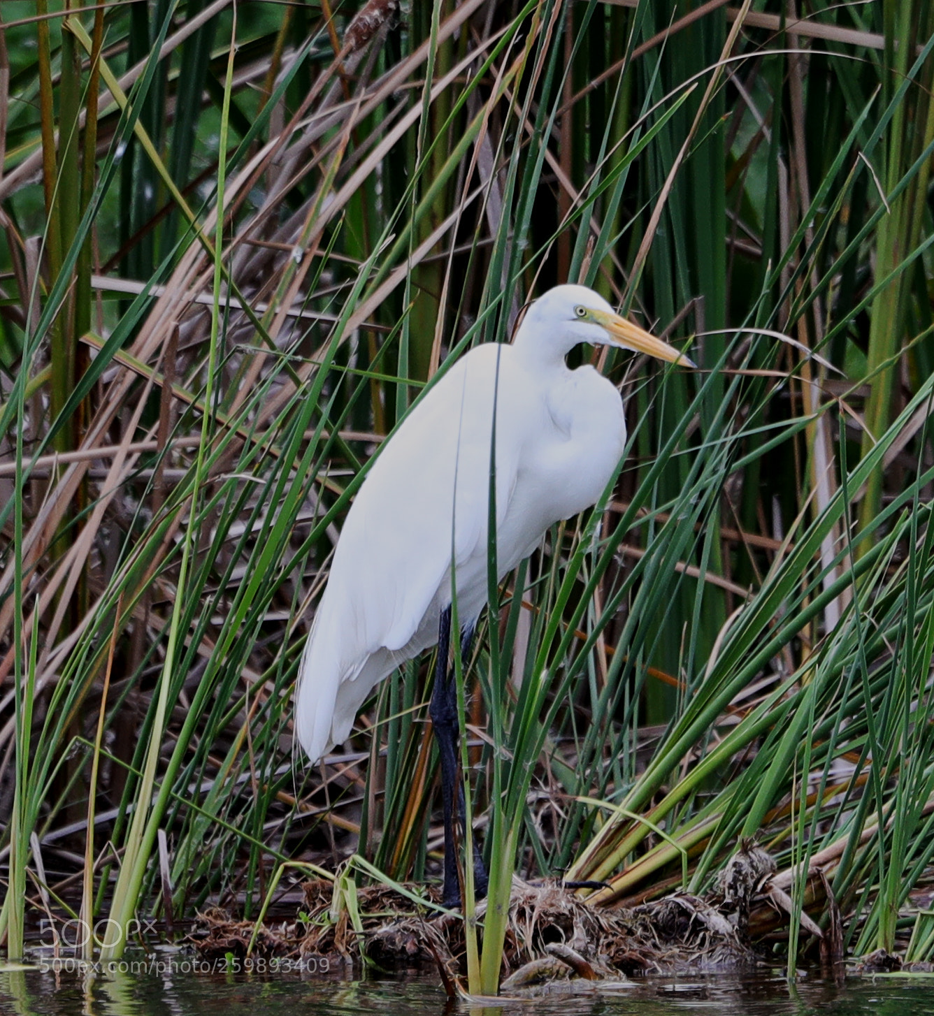 Canon EOS-1D X Mark II sample photo. 05-28-18-0020215.jpg photography