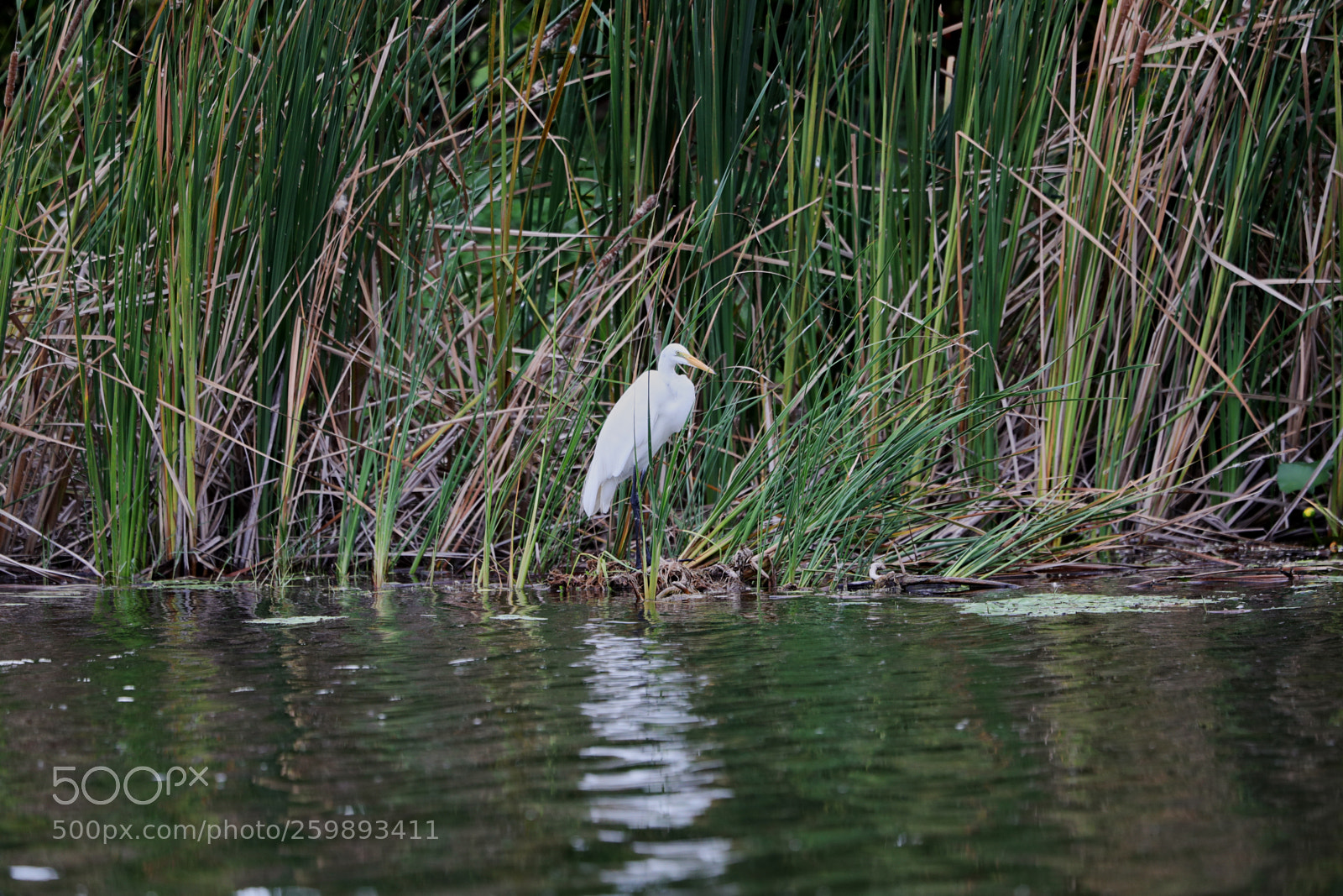 Canon EOS-1D X Mark II sample photo. 05-28-18-0020216.jpg photography