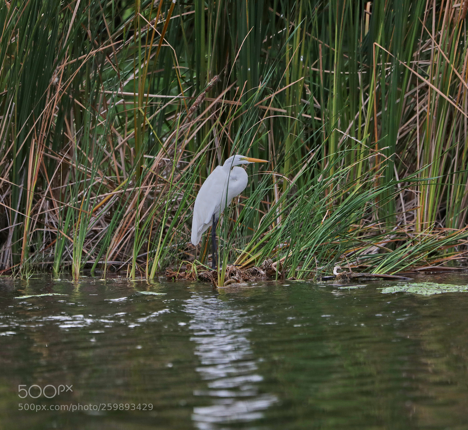Canon EOS-1D X Mark II sample photo. 05-28-18-0020209.jpg photography