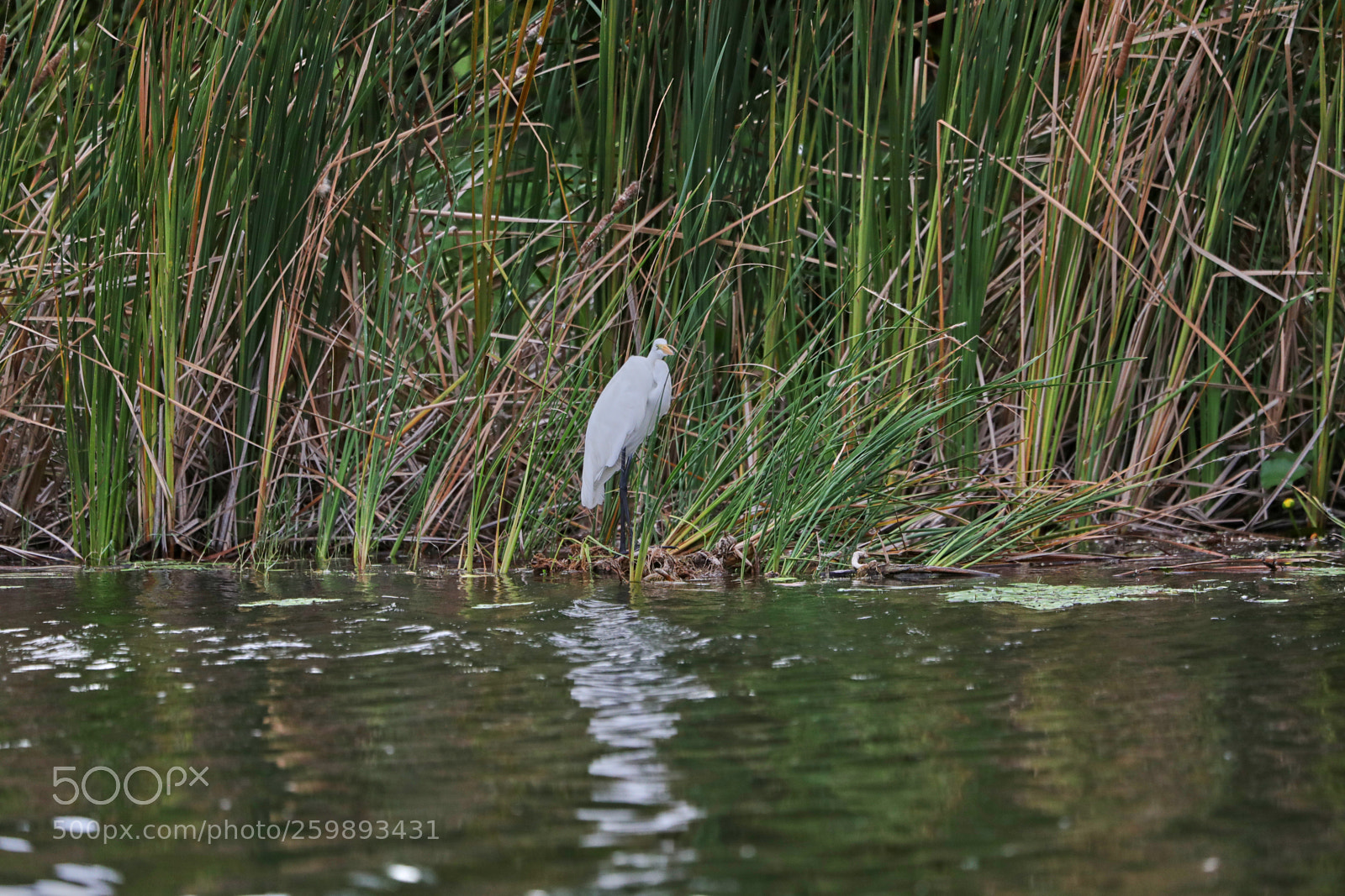 Canon EOS-1D X Mark II sample photo. 05-28-18-0020211.jpg photography