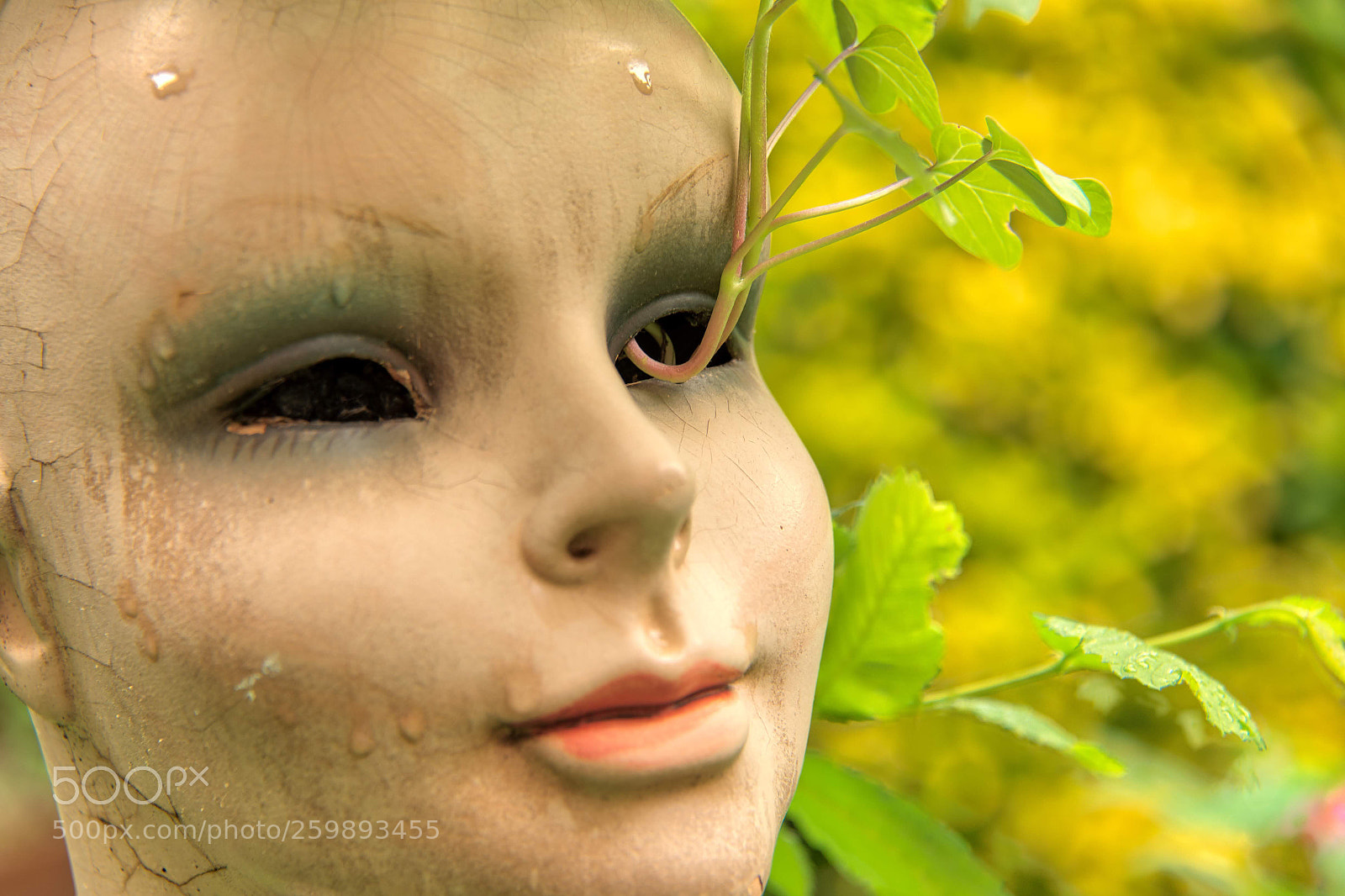 Nikon D750 sample photo. Eye growth photography