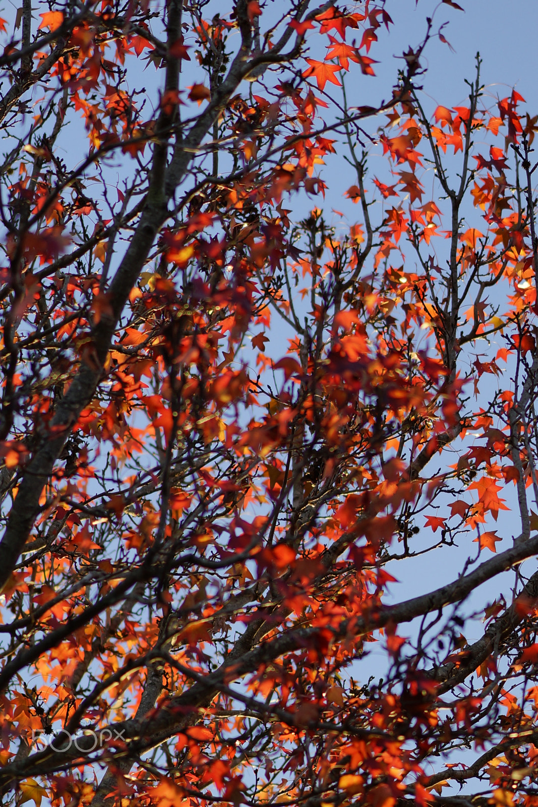 Sony Sonnar T* 135mm F1.8 ZA sample photo. Dsc2011 photography
