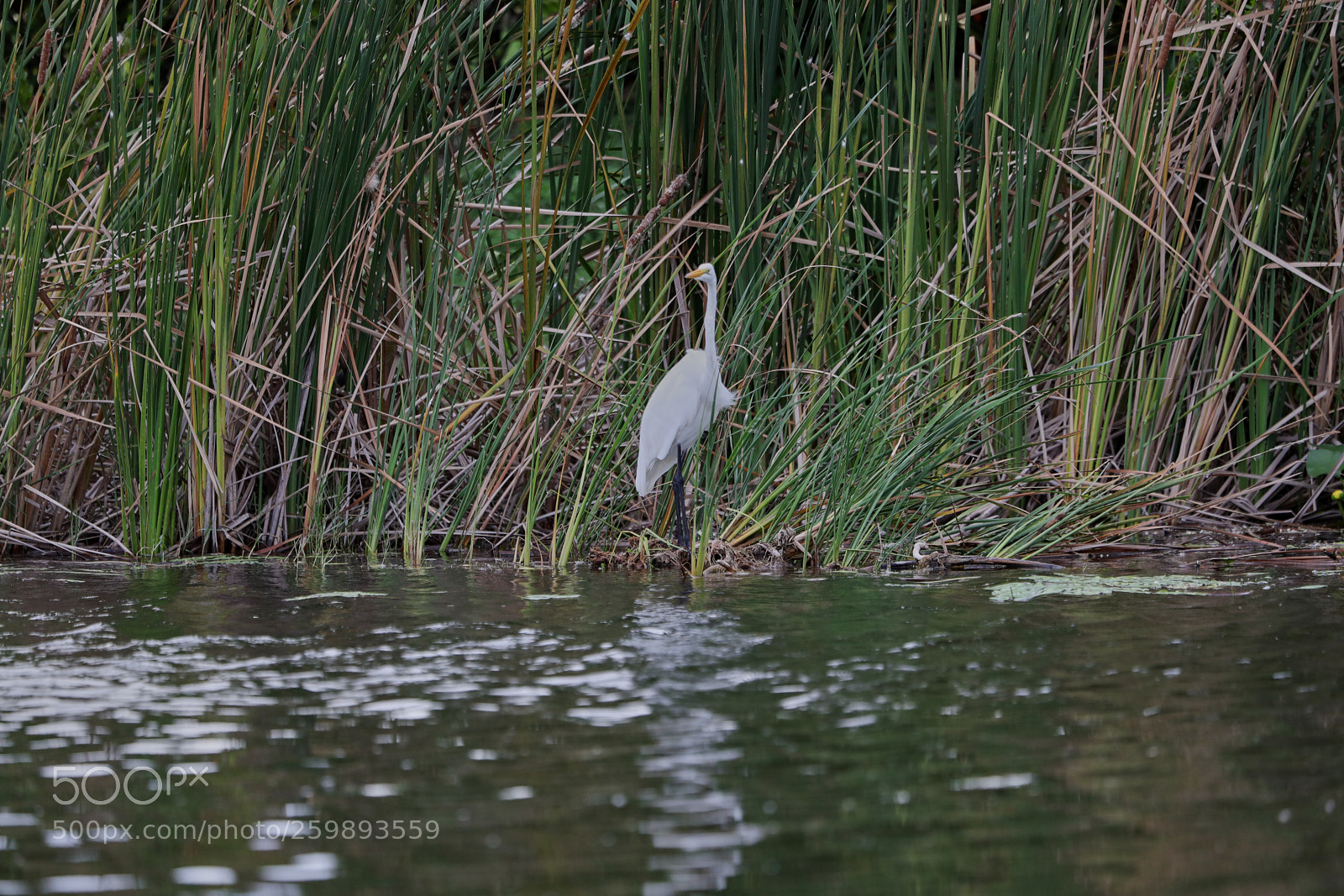 Canon EOS-1D X Mark II sample photo. 05-28-18-0020205.jpg photography