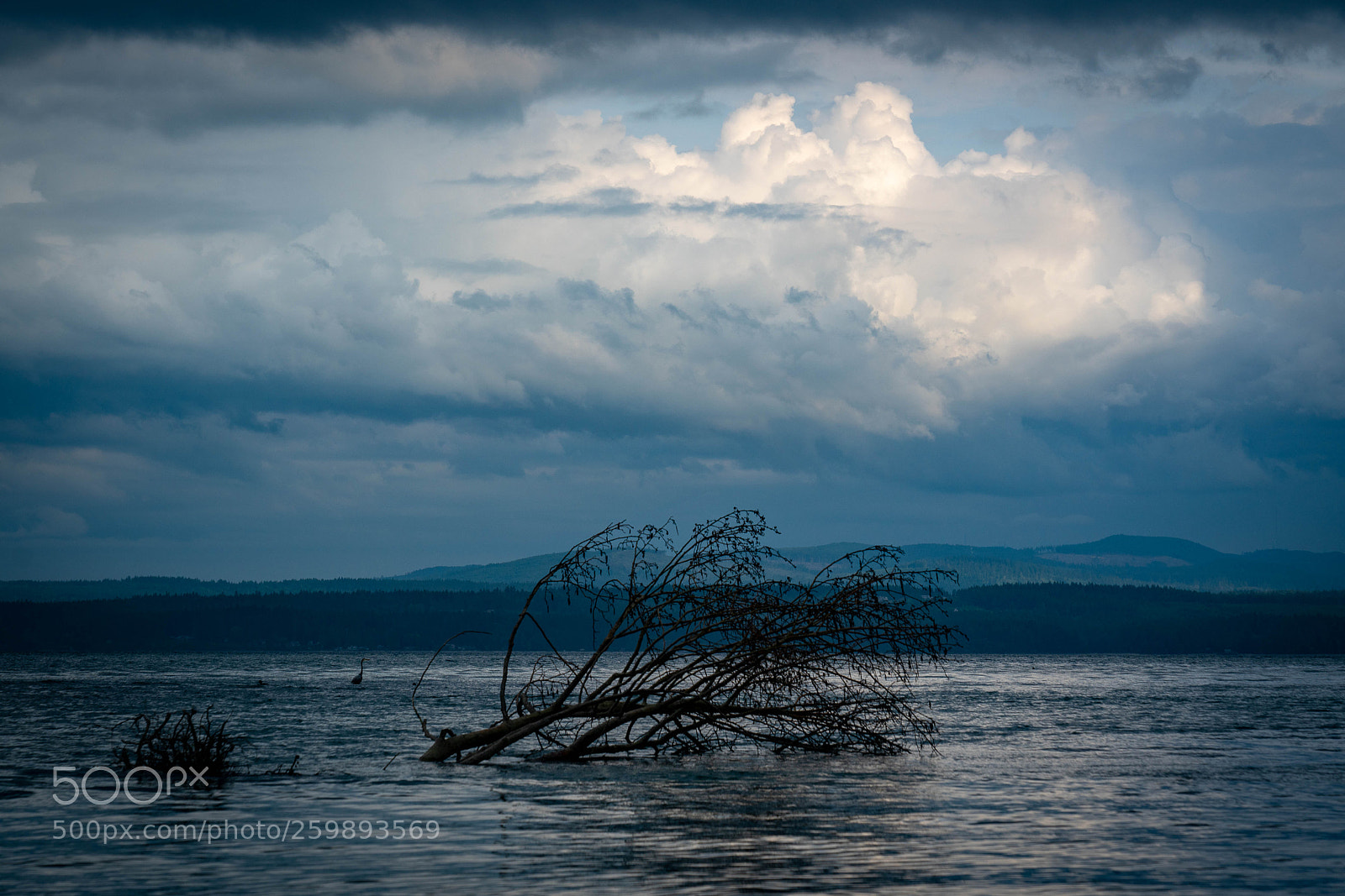 Sony a7R II sample photo. Brooding photography