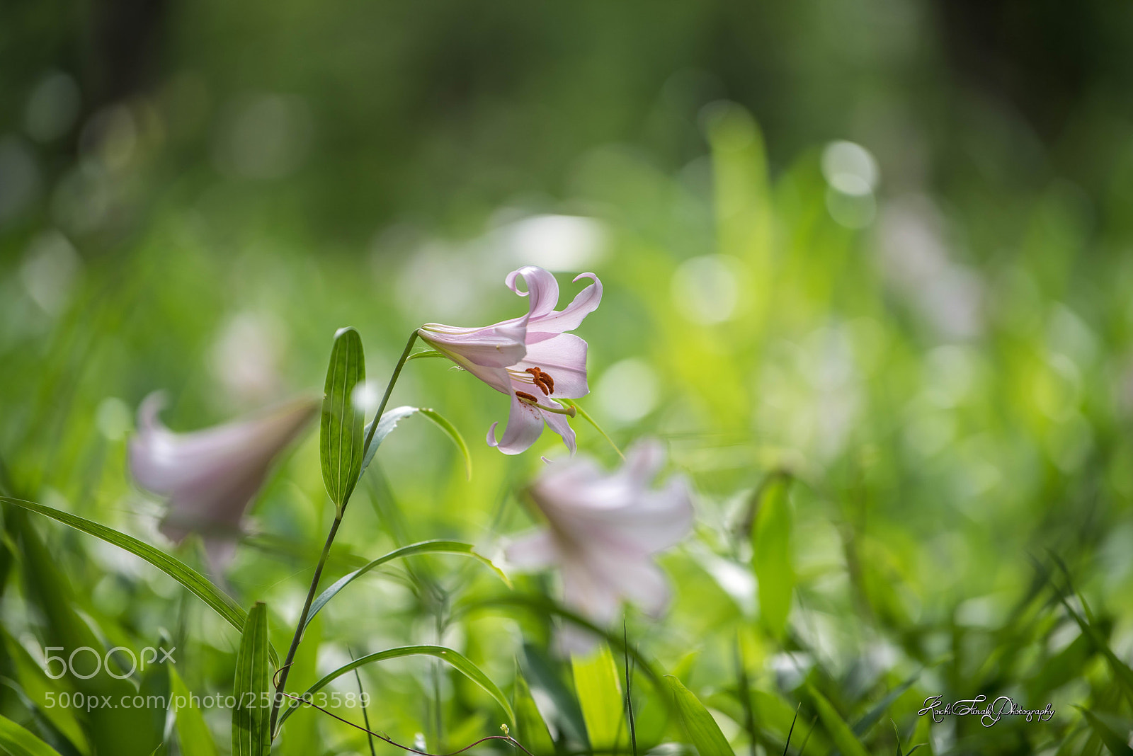 Nikon D810 sample photo. Lily is beautiful photography