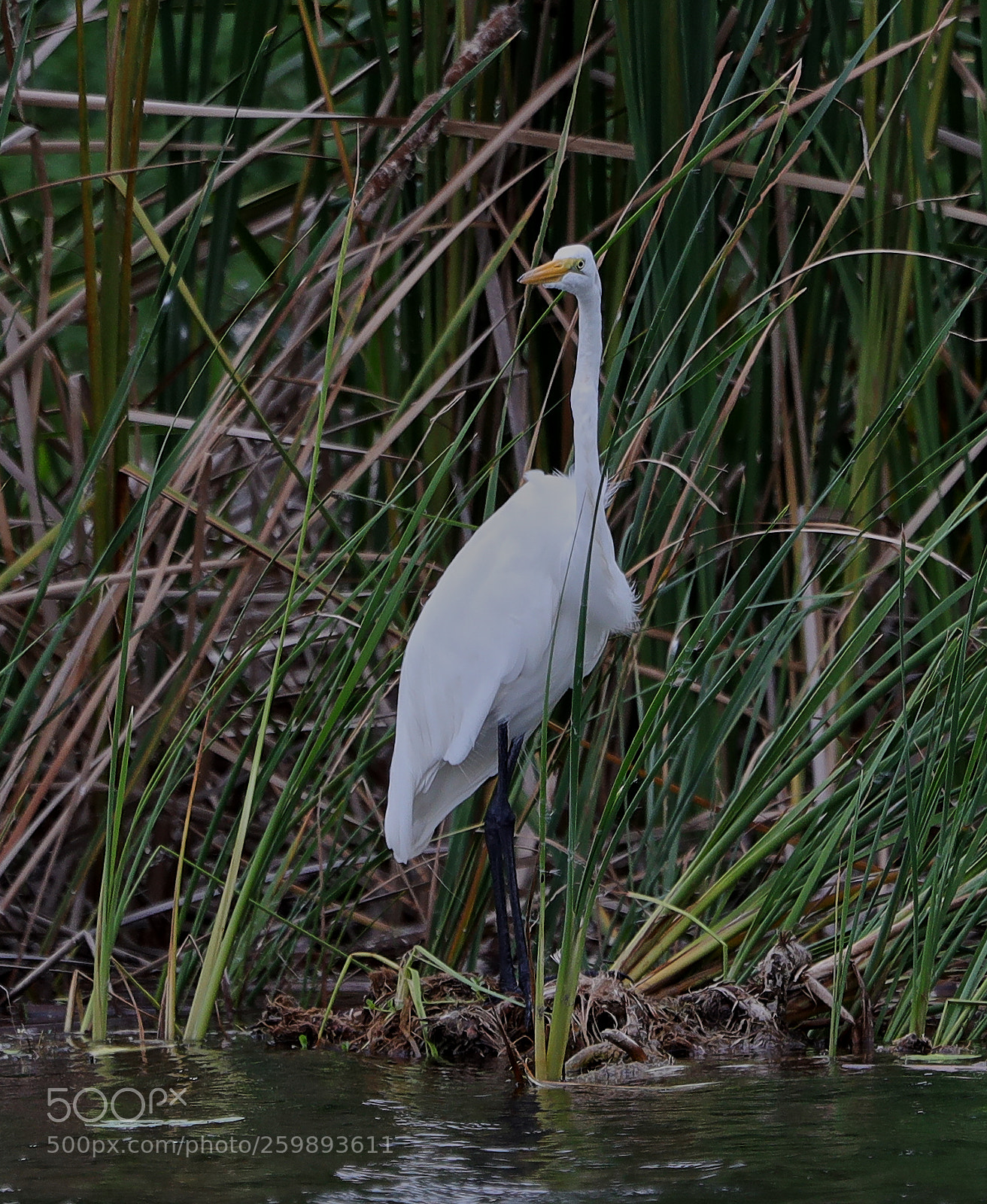 Canon EOS-1D X Mark II sample photo. 05-28-18-0020204.jpg photography