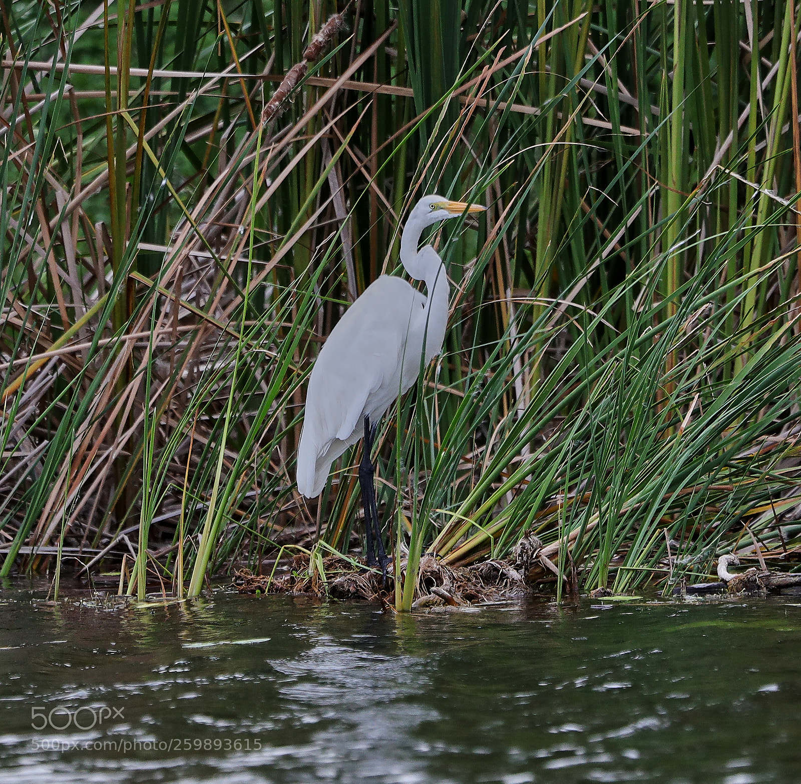Canon EOS-1D X Mark II sample photo. 05-28-18-0020200.jpg photography