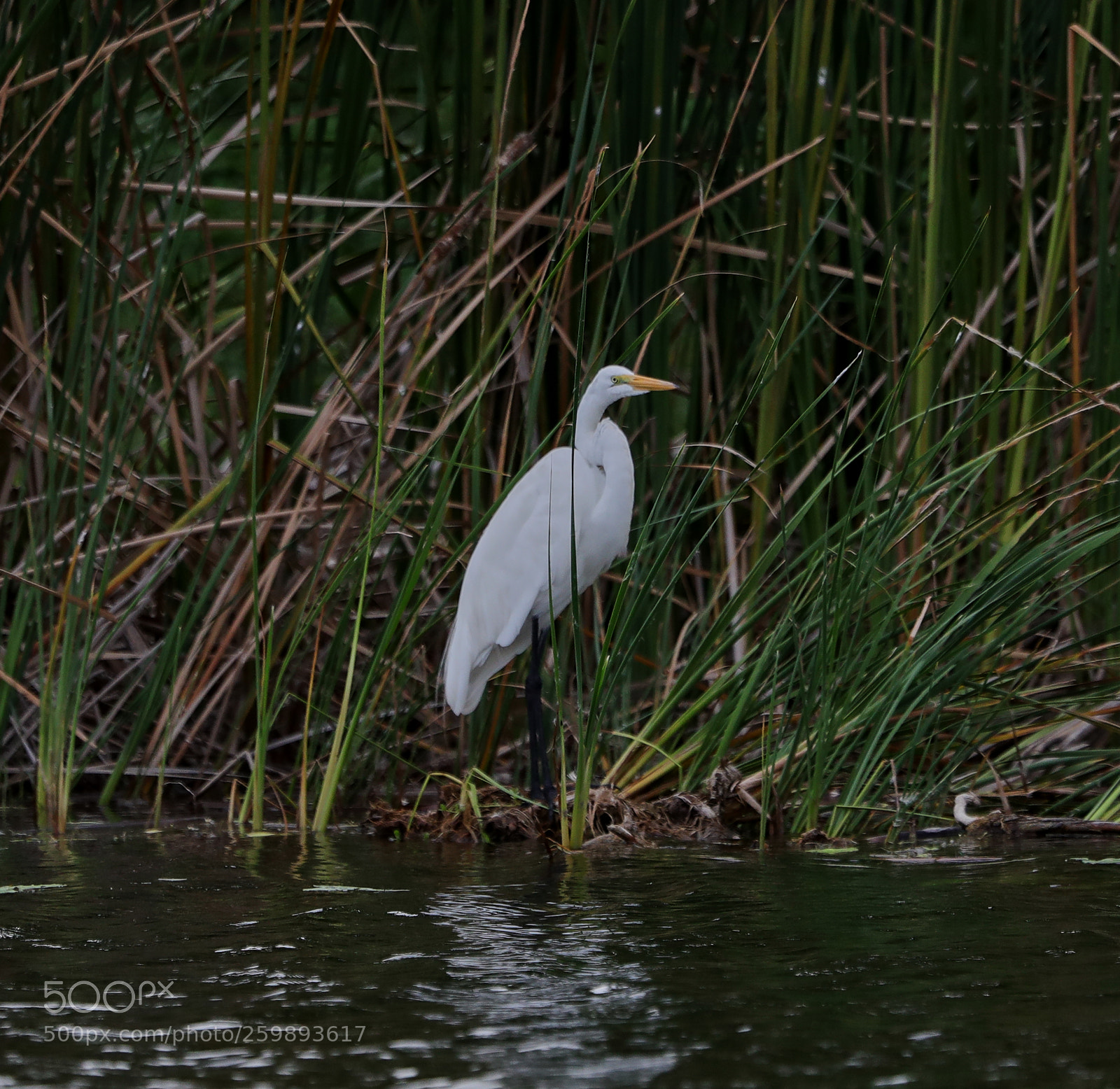Canon EOS-1D X Mark II sample photo. 05-28-18-0020197.jpg photography