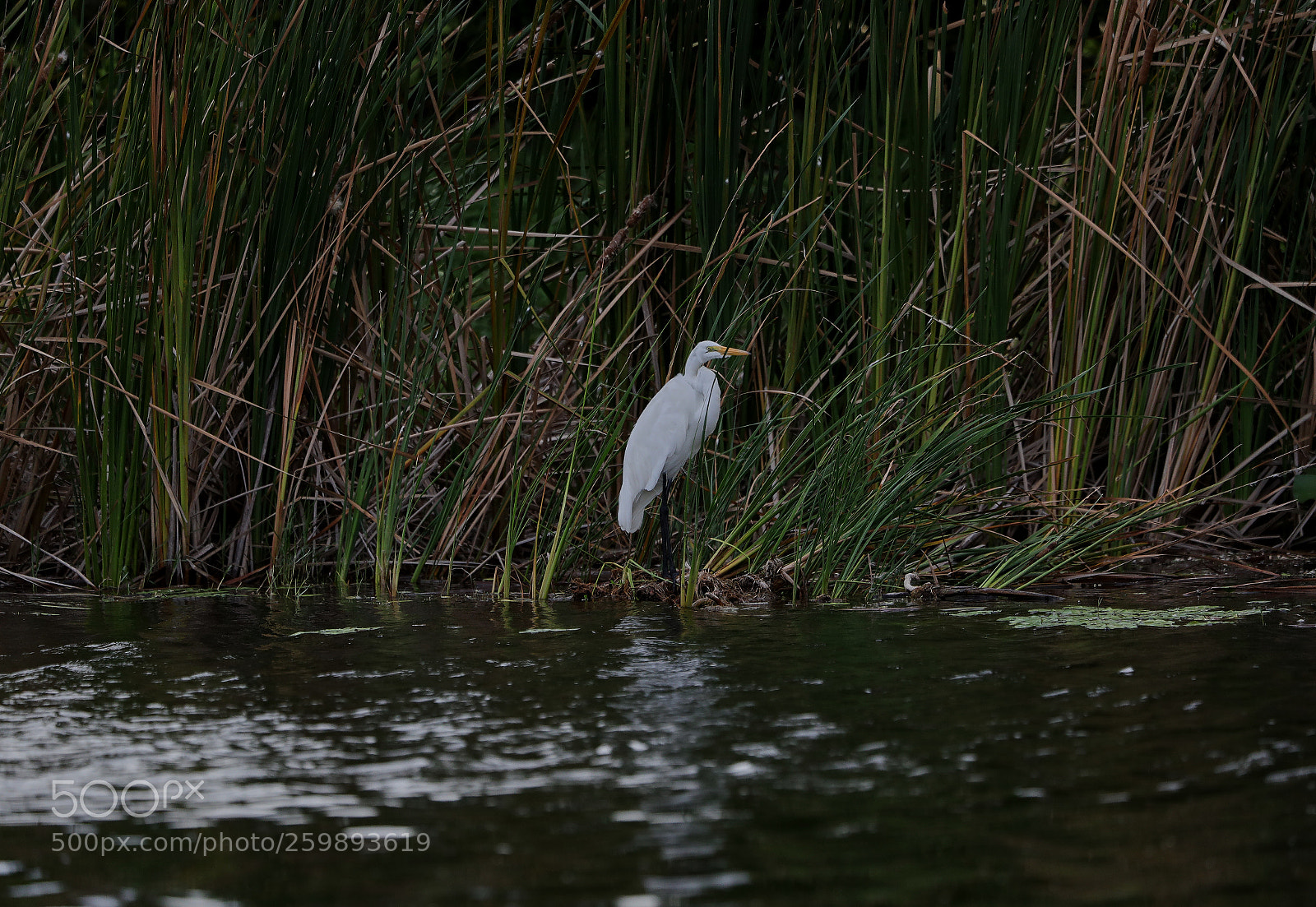 Canon EOS-1D X Mark II sample photo. 05-28-18-0020195 1.jpg photography