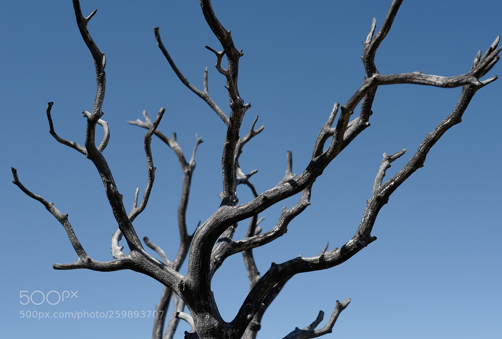 Leica Q (Typ 116) sample photo. Tree photography