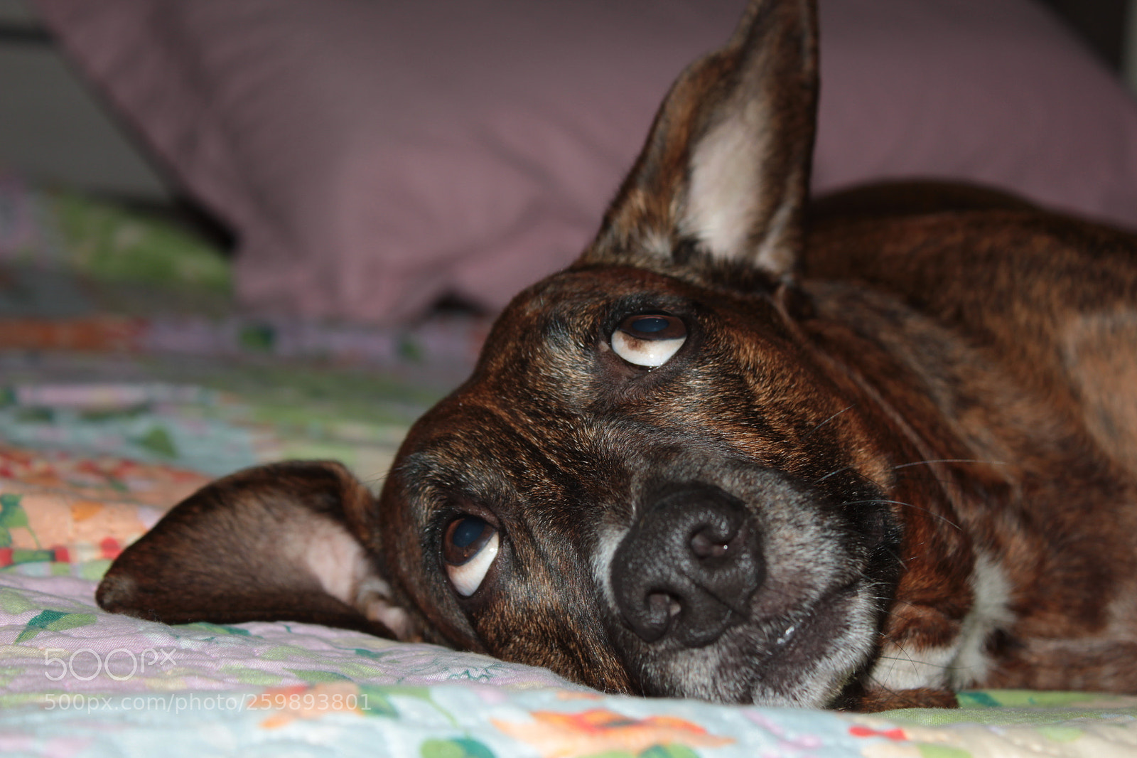 Canon EOS 1200D (EOS Rebel T5 / EOS Kiss X70 / EOS Hi) sample photo. Dog eyes photography