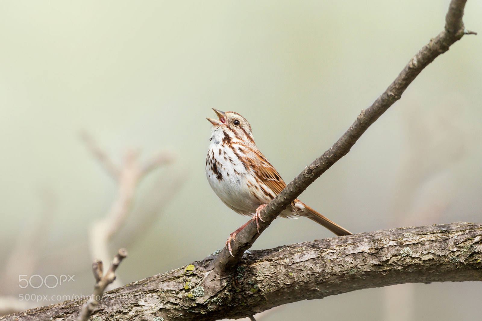 Nikon D7200 sample photo. Song sparrow 04 photography