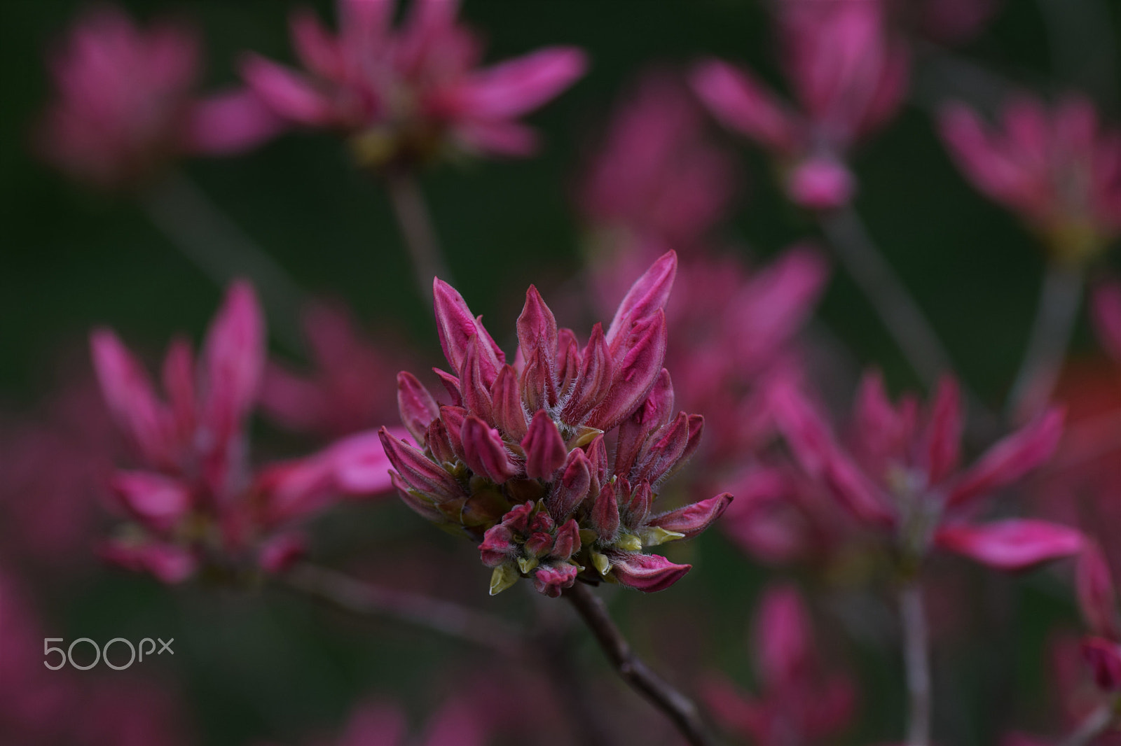 Nikon D3300 sample photo. Azalea rosy lights photography