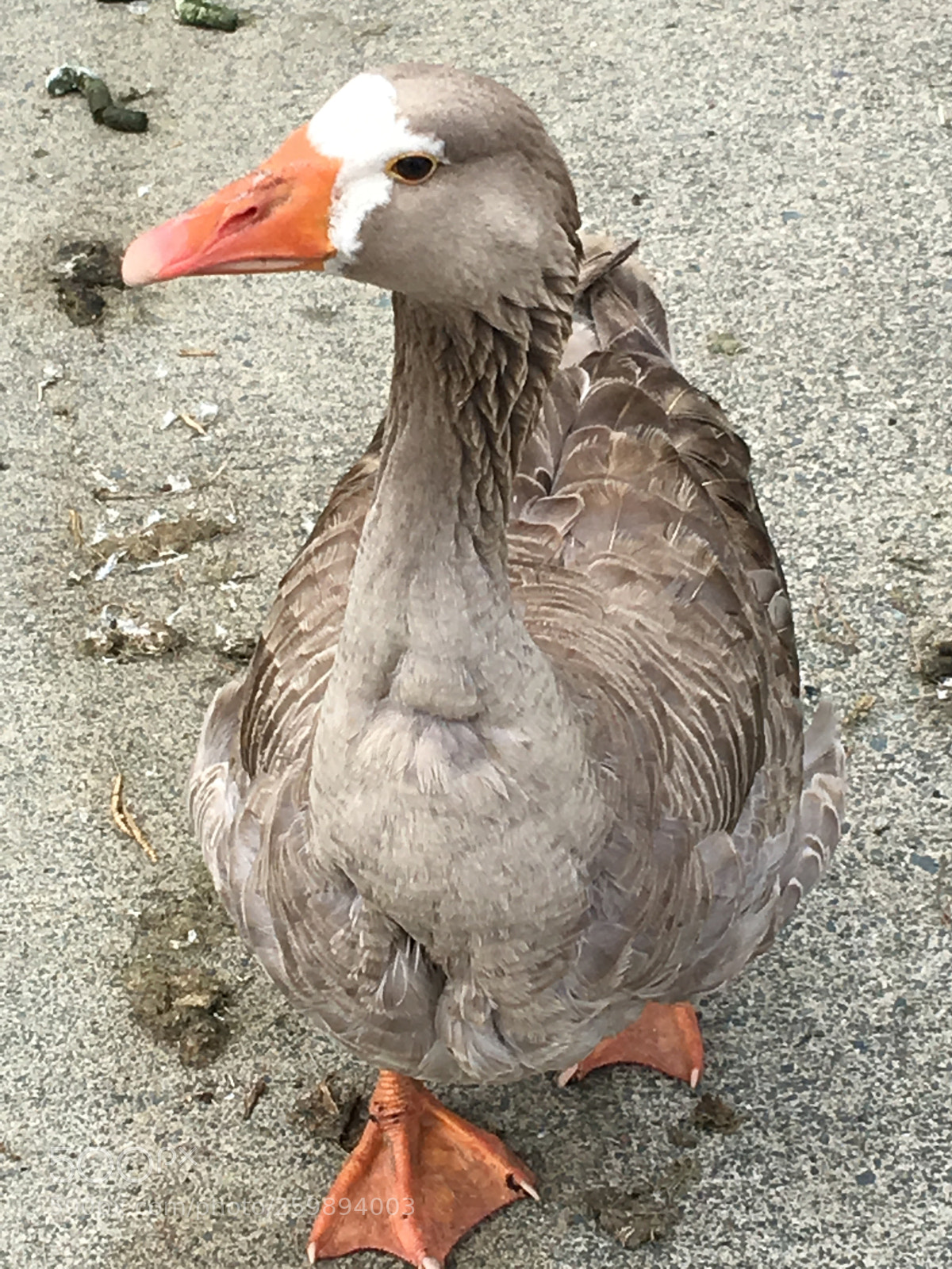 Apple iPhone 6s Plus sample photo. Untitled photography