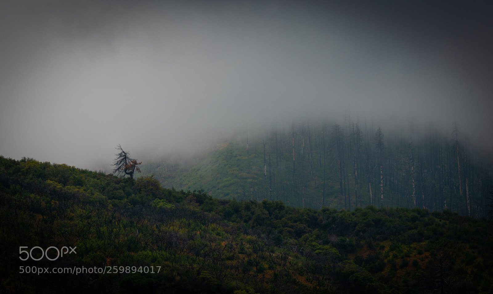 Sony a7R III sample photo. Mountain mist photography