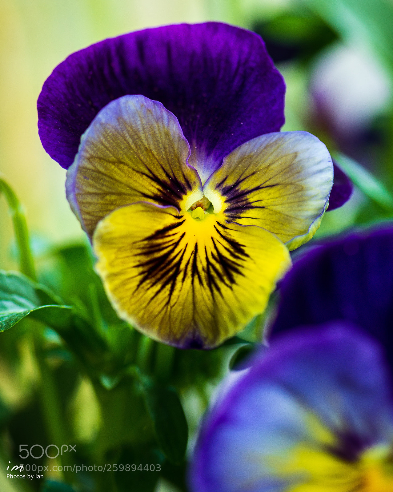 Nikon D610 sample photo. Untitled photography