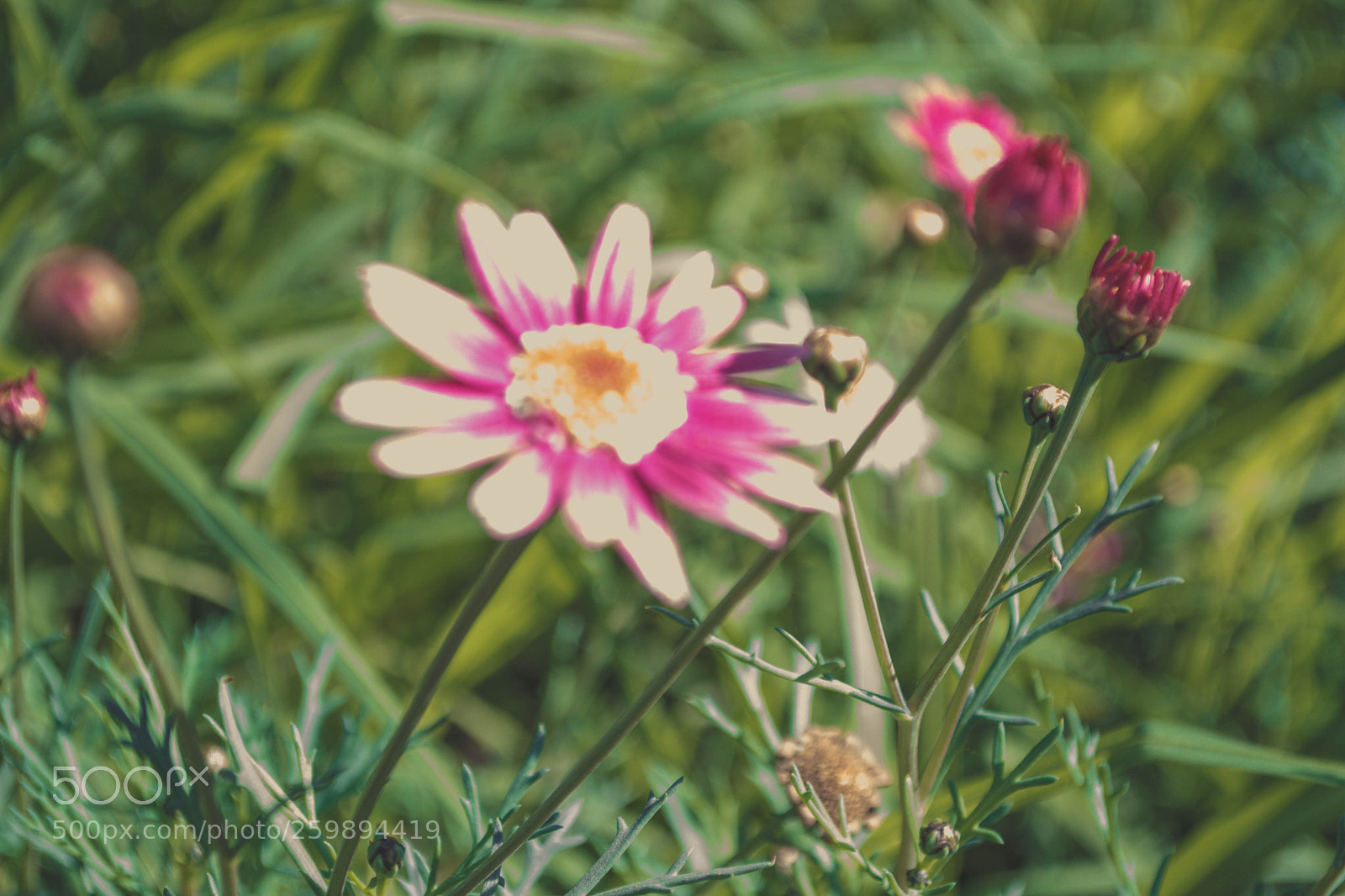 Nikon D3100 sample photo. Flores photography