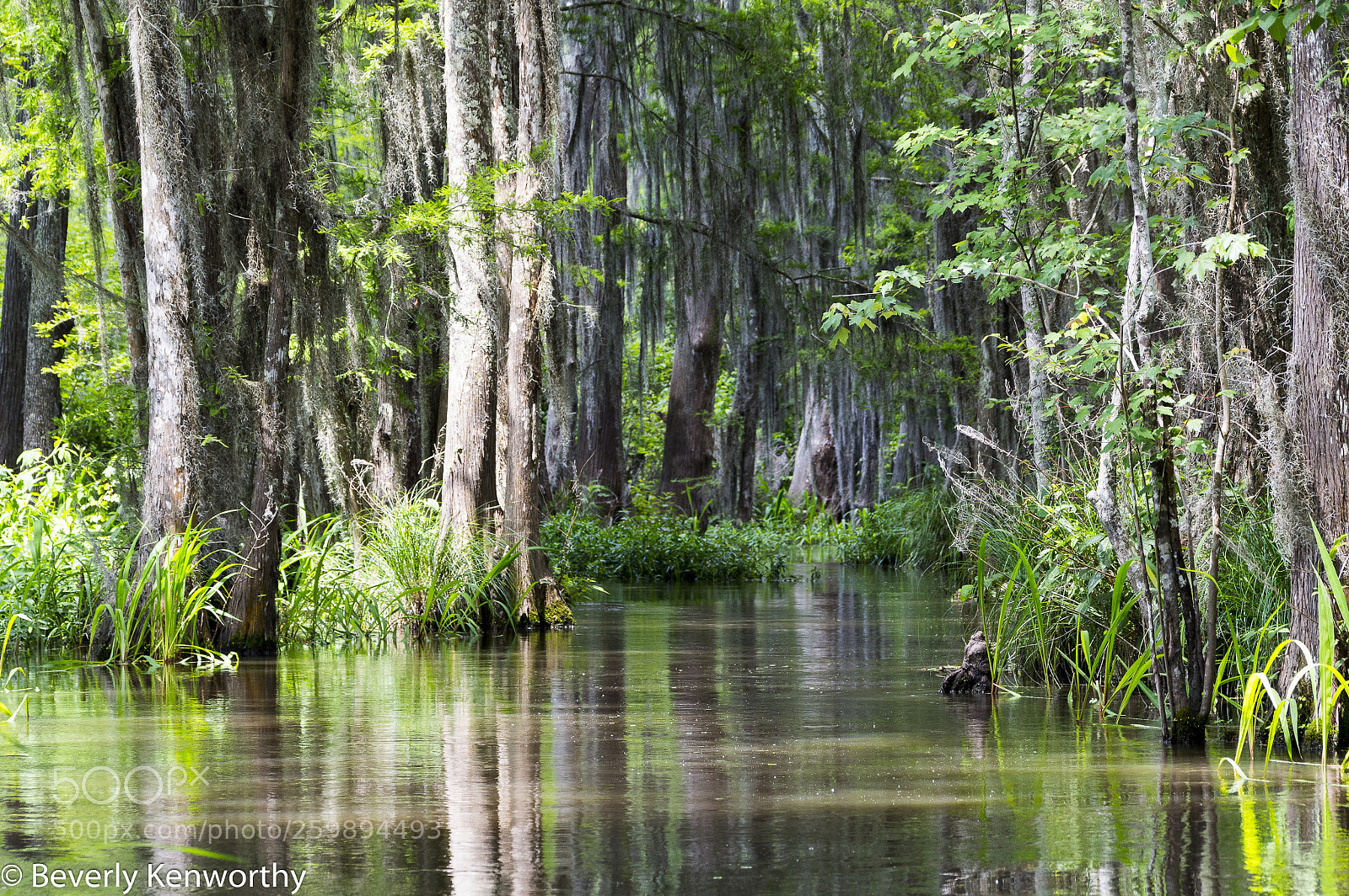 Nikon D3200 sample photo. In the bayou photography