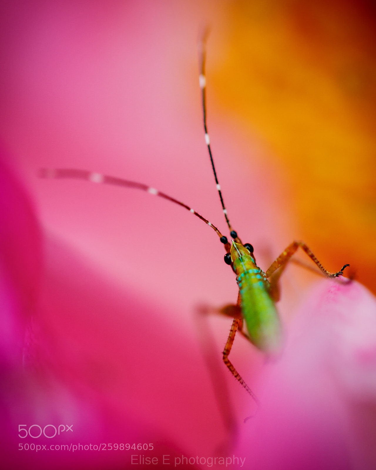 Canon EOS 6D Mark II sample photo. Untitled photography