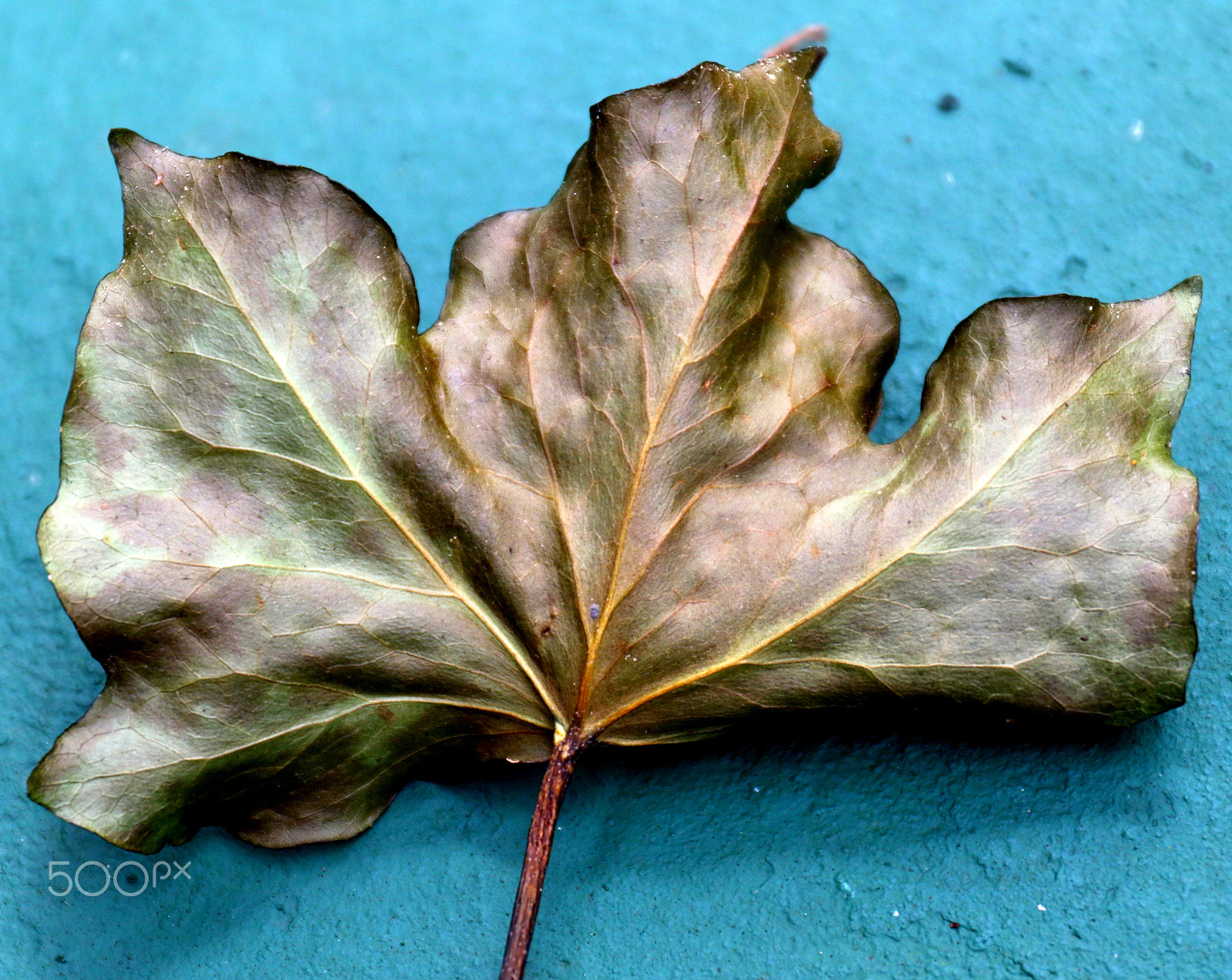Canon EF 24-70mm F4L IS USM sample photo. Leaf photography