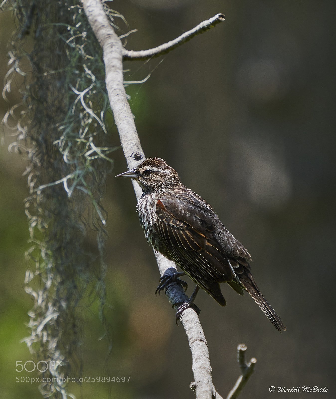 Sony a7R III sample photo. Red-winged blackbird photography