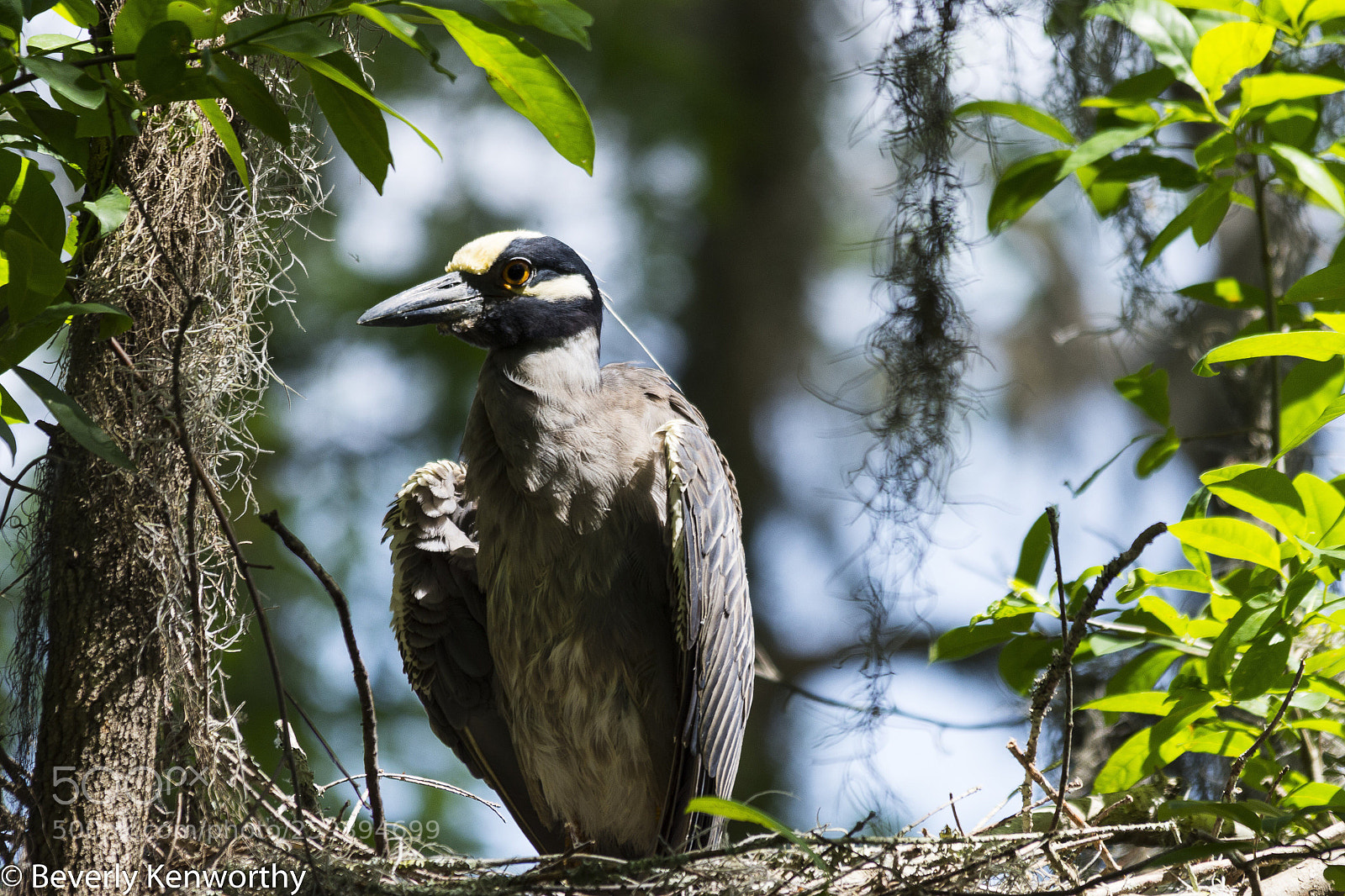 Nikon D7200 sample photo. Night heron photography