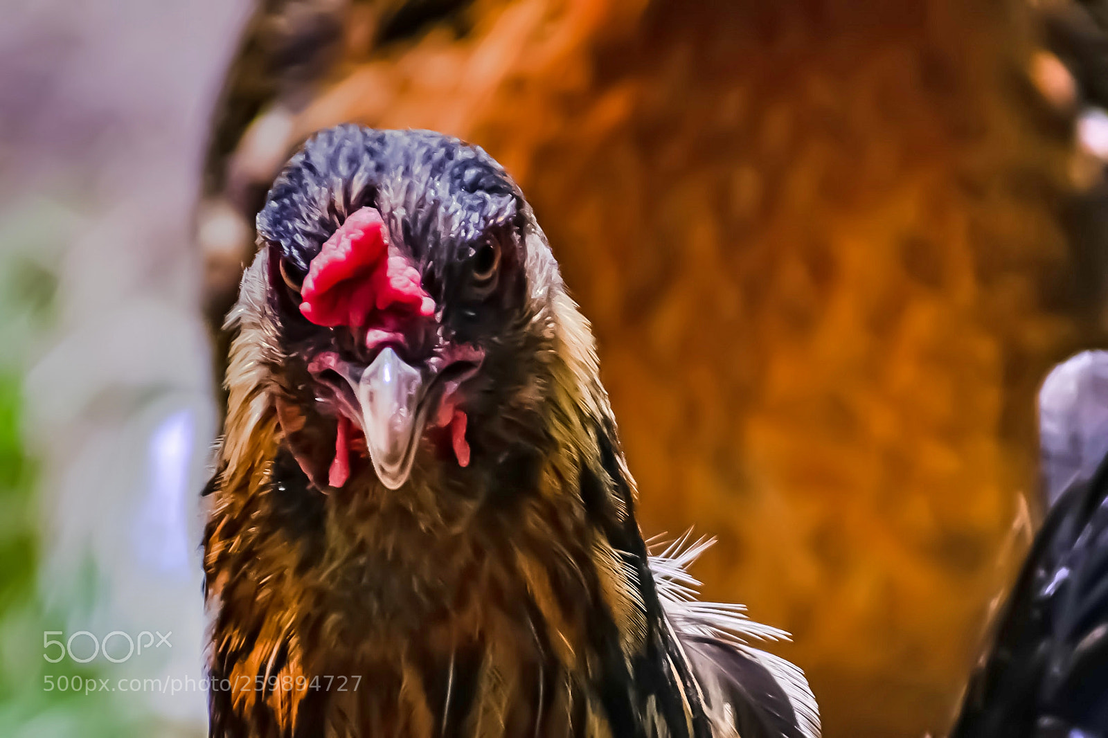 Nikon D3400 sample photo. Chickenzilla photography