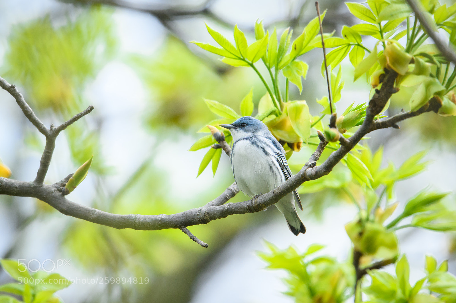 Nikon D850 sample photo. Cerulean warbler photography