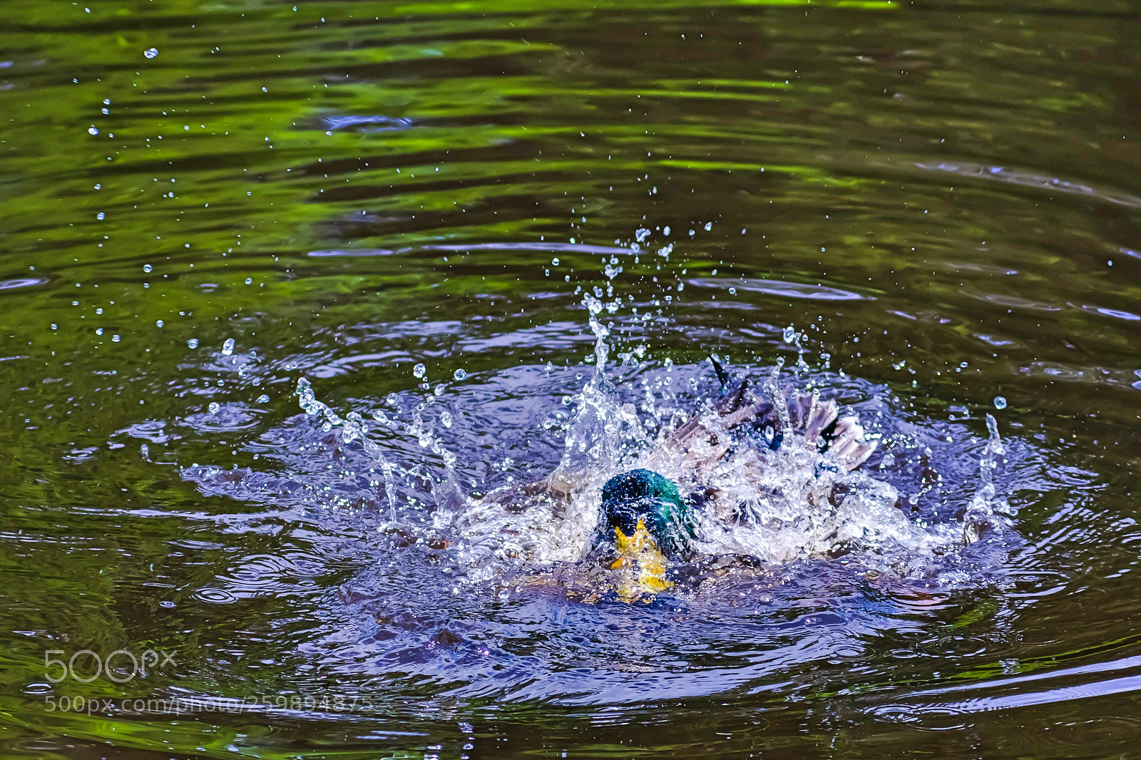 Nikon D3400 sample photo. Duck sub photography