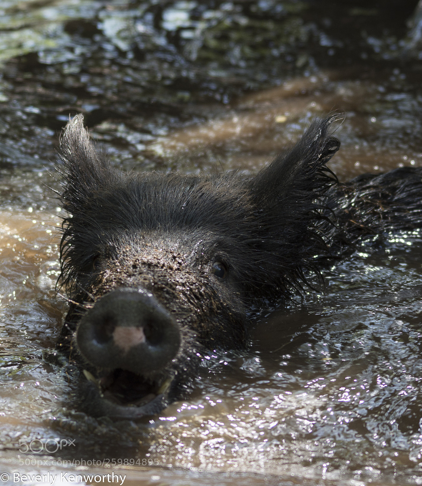 Nikon D7200 sample photo. Swimming boar photography