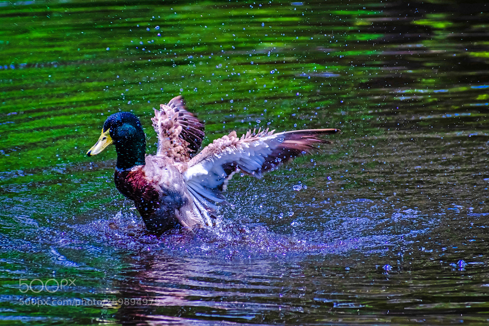Nikon D3400 sample photo. Mallard photography