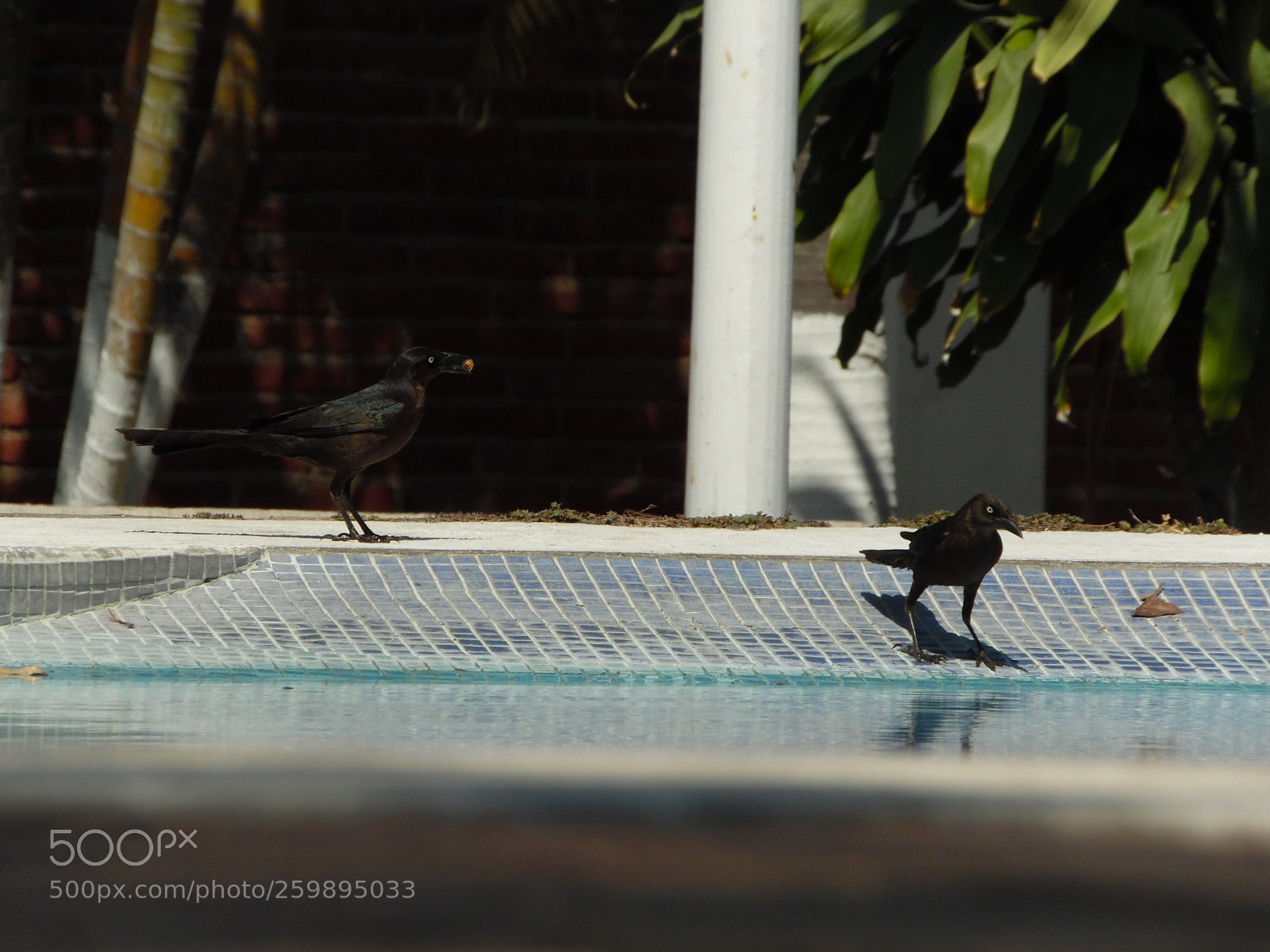 Samsung WB1100F/WB1101F/WB1102F sample photo. "..." photography