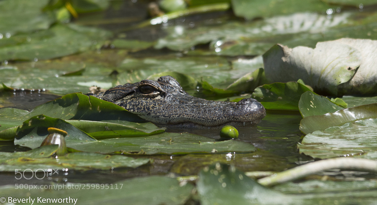 Nikon D7200 sample photo. Alligator in bayou photography