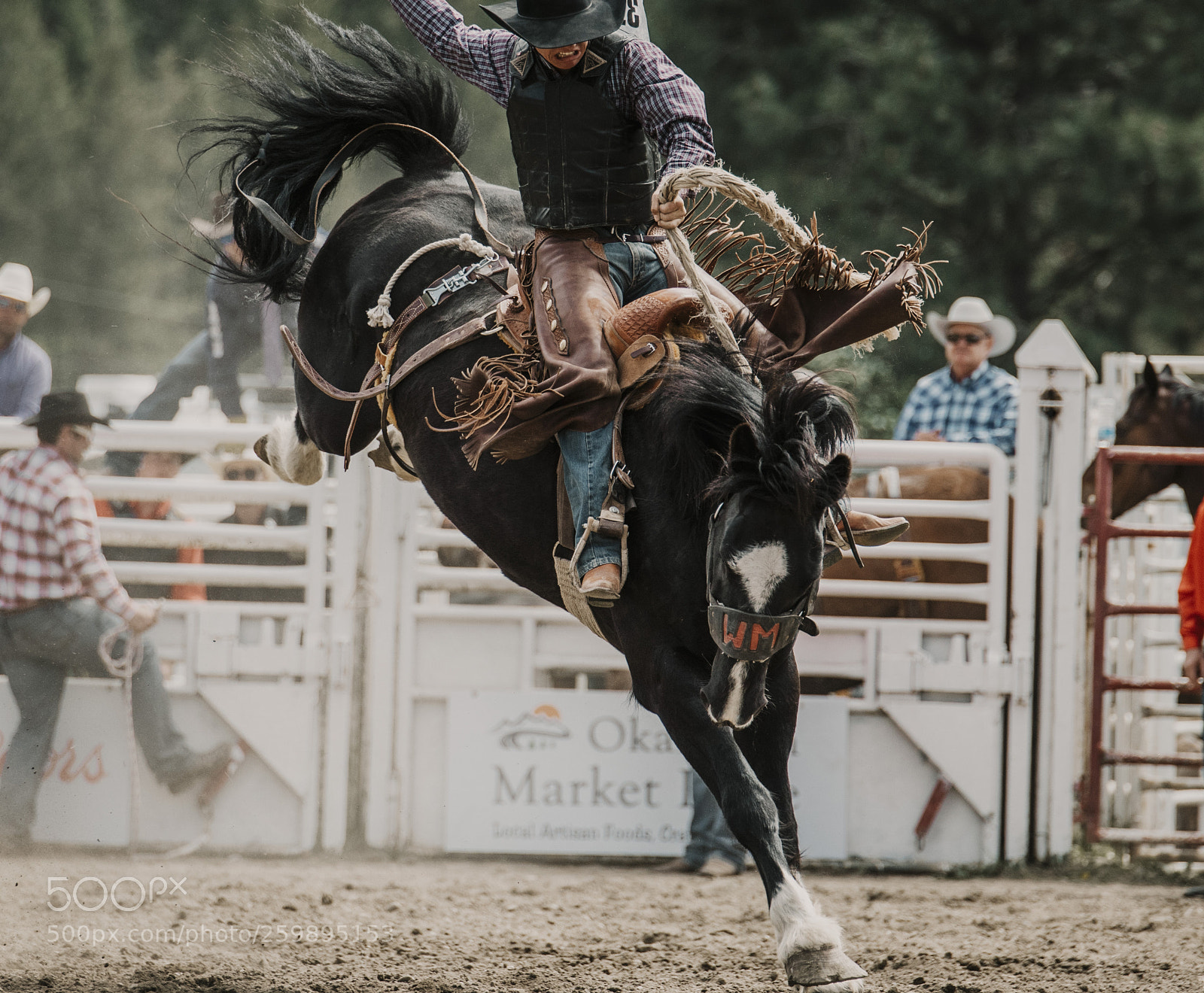 Nikon D810 sample photo. Falkland stampede 2018 photography