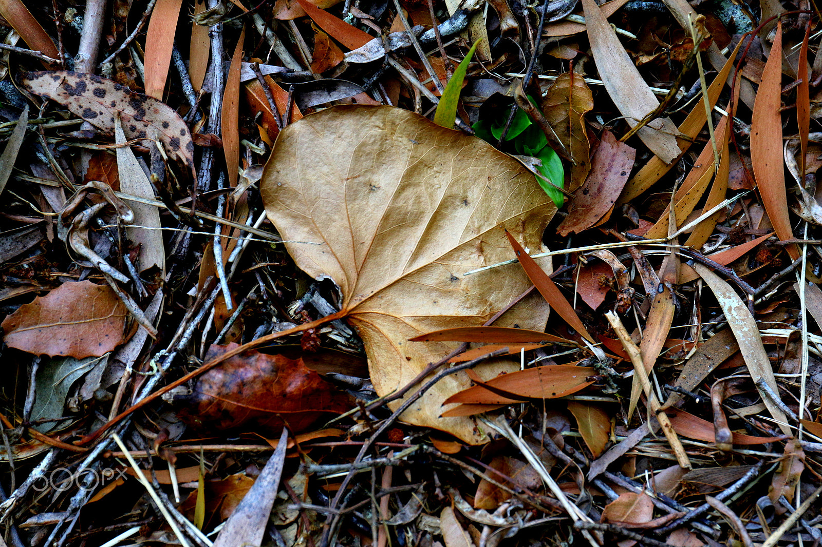 Canon EF 24-70mm F4L IS USM sample photo. Old leaf photography