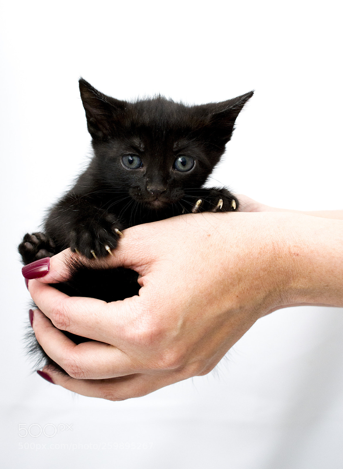 Nikon D5300 sample photo. Kitten photography