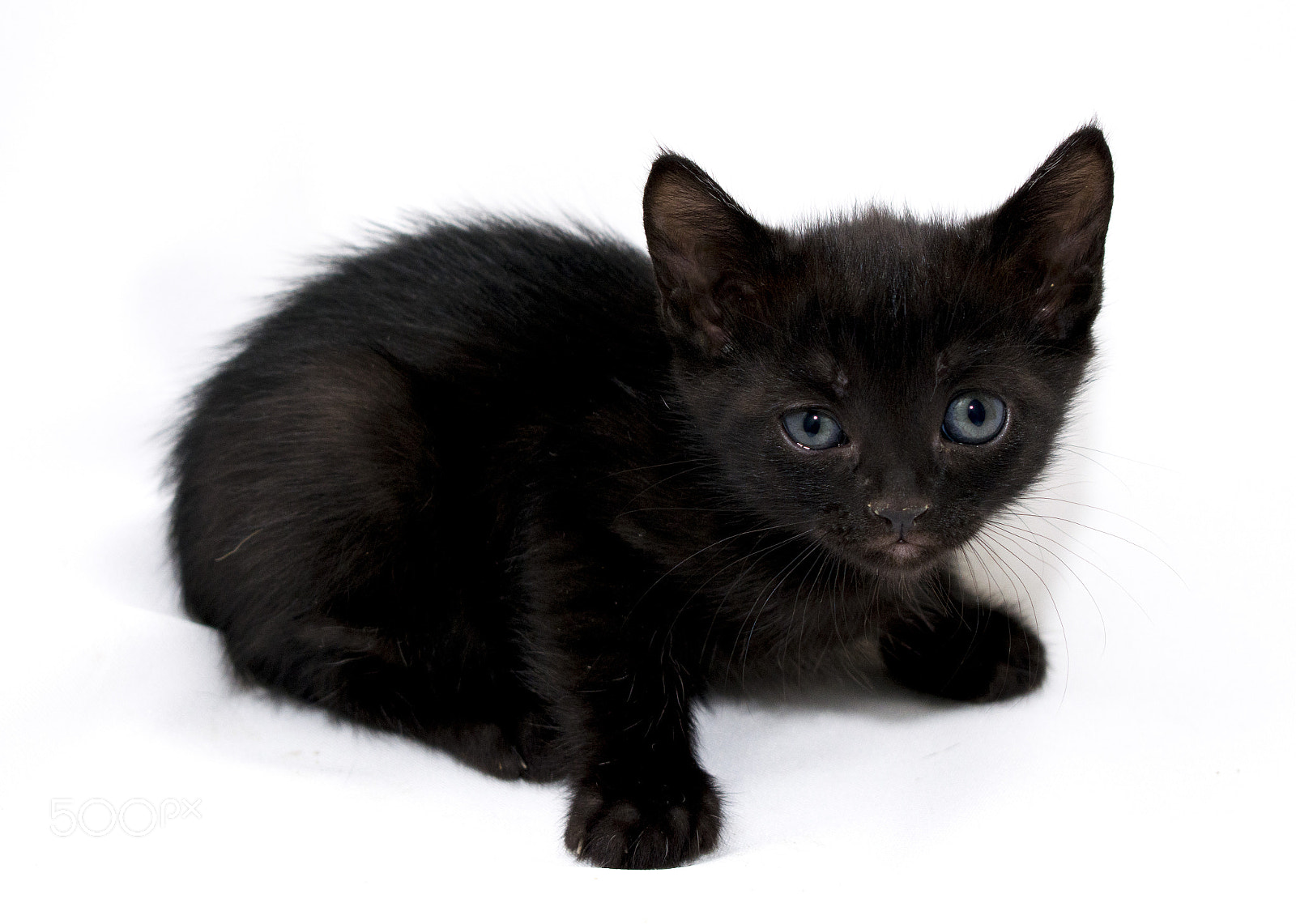 Nikon D5300 sample photo. Kitten photography