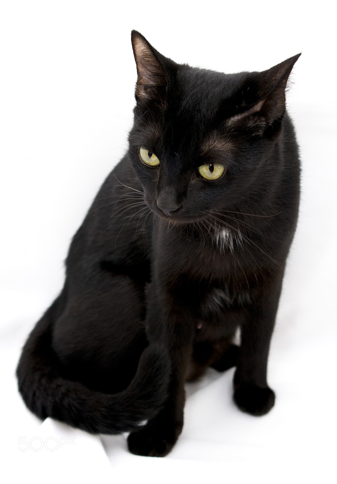 Nikon D5300 sample photo. Kitten photography