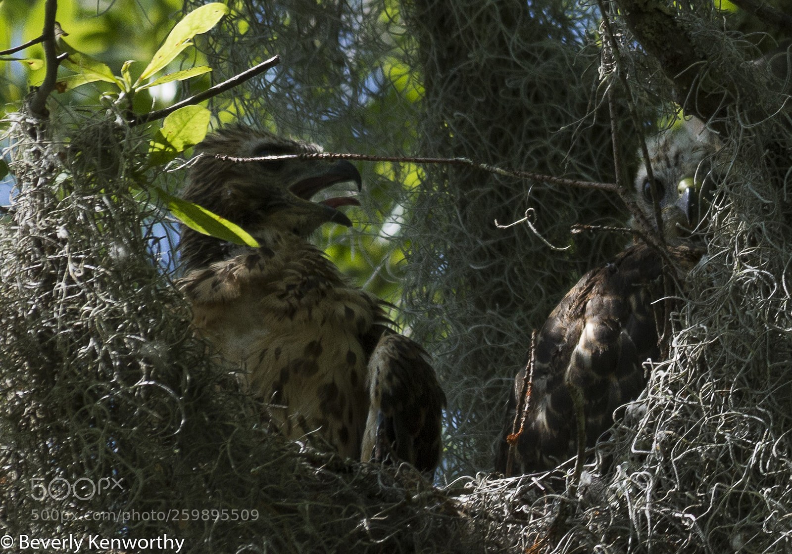 Nikon D7200 sample photo. Hawk in nest with photography