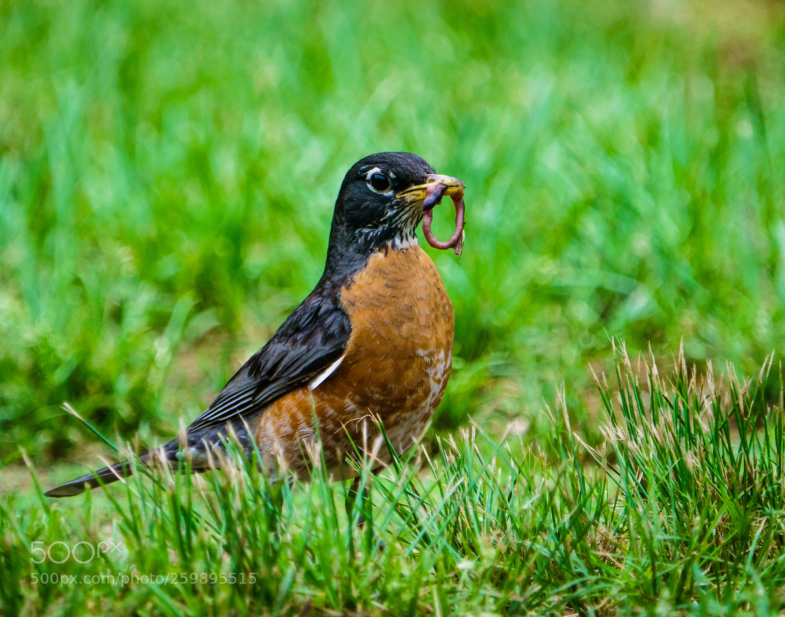 Sony a6300 sample photo. The early bird photography