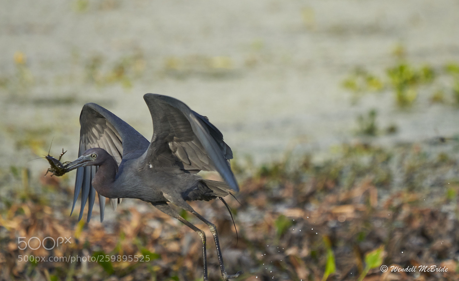 Sony a7R III sample photo. Little blue heron with photography