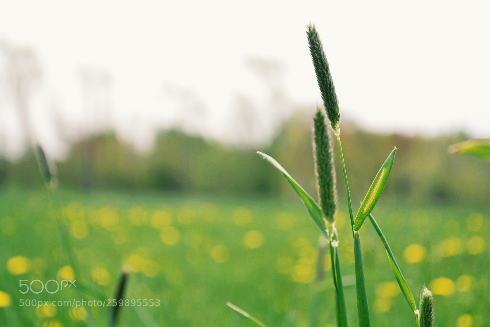 Nikon D3100 sample photo. Simplicity photography