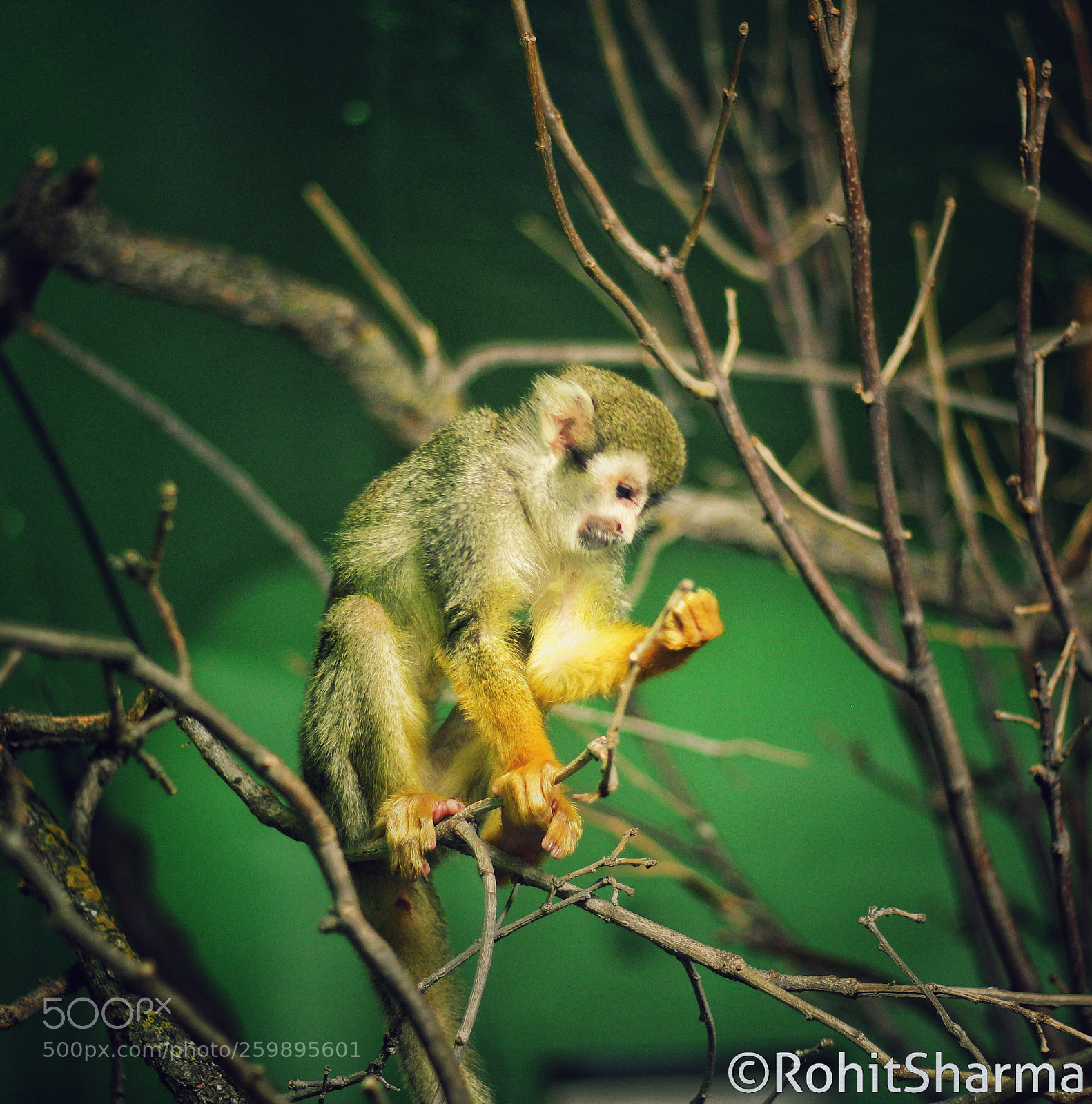 Canon EOS 1300D (EOS Rebel T6 / EOS Kiss X80) sample photo. Squirrel monkey ❤️ photography