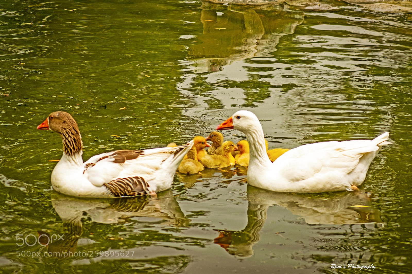Nikon D5300 sample photo. Happy family photography