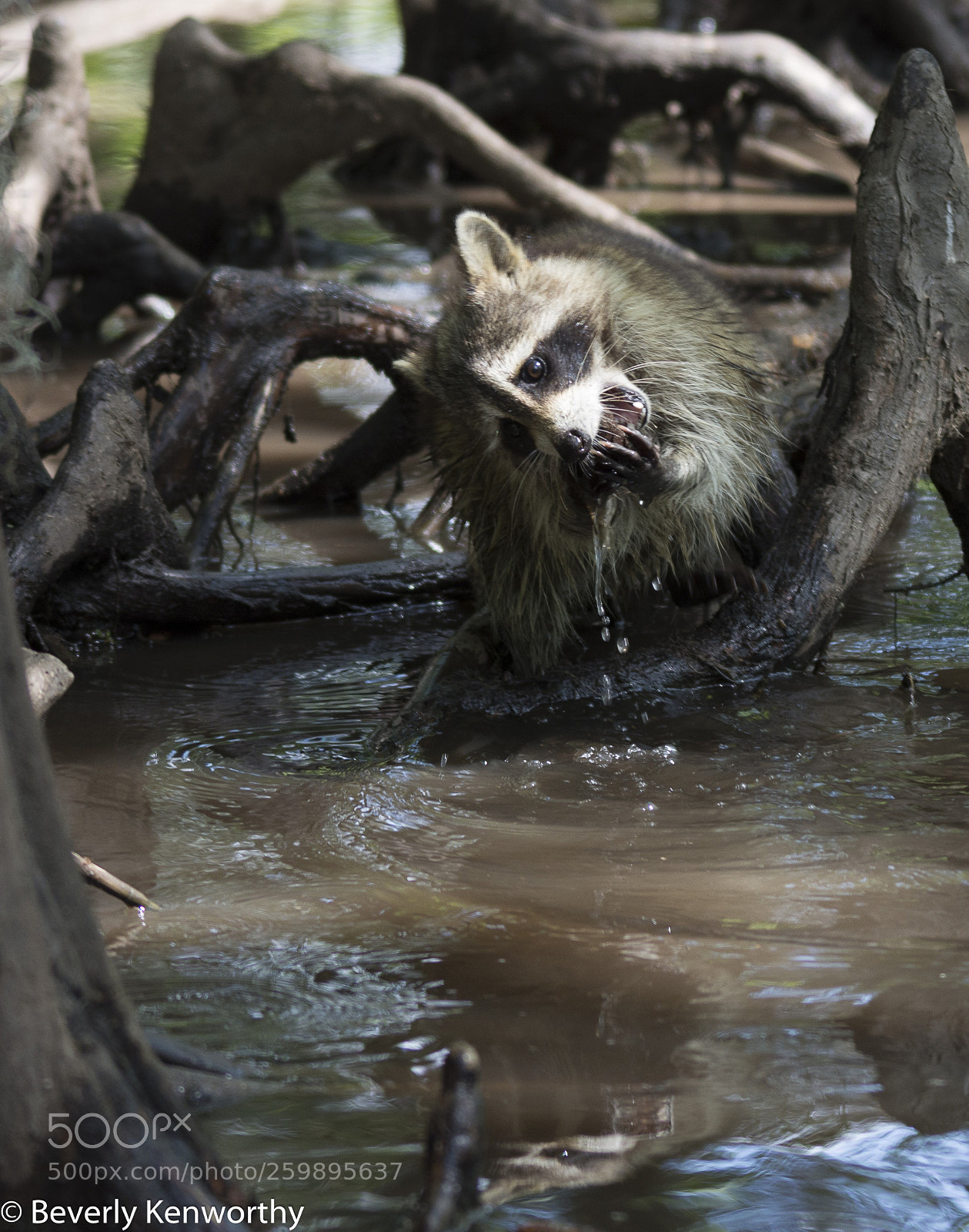 Nikon D7200 sample photo. Raccoon  photography